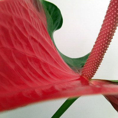 Image 10 of 37