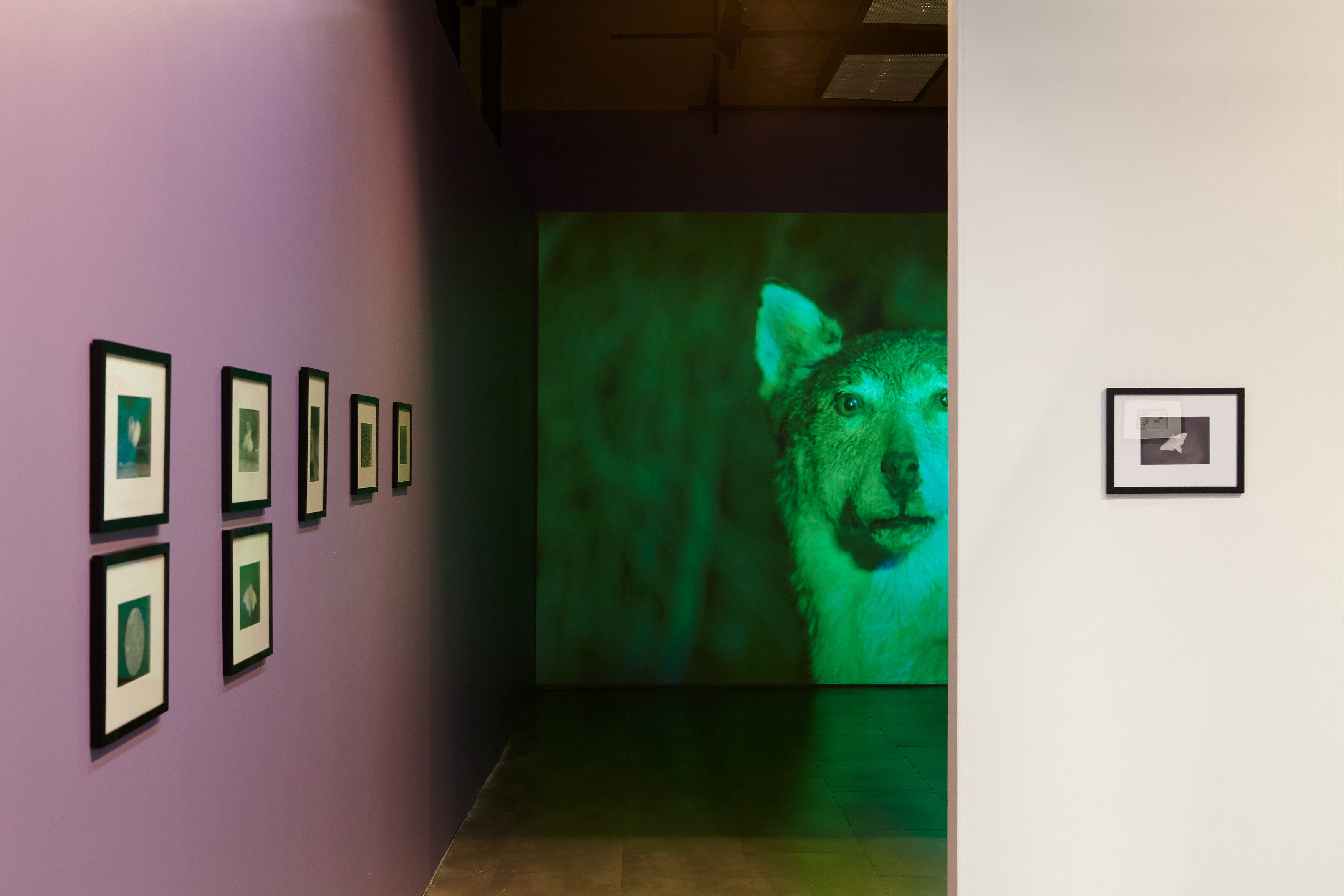 Andro Eradze, Taxonomies of Power: Photographic Encounters at the State Silk Museum, Tbilisi at Mishkin Gallery, Baruch College, photo 12