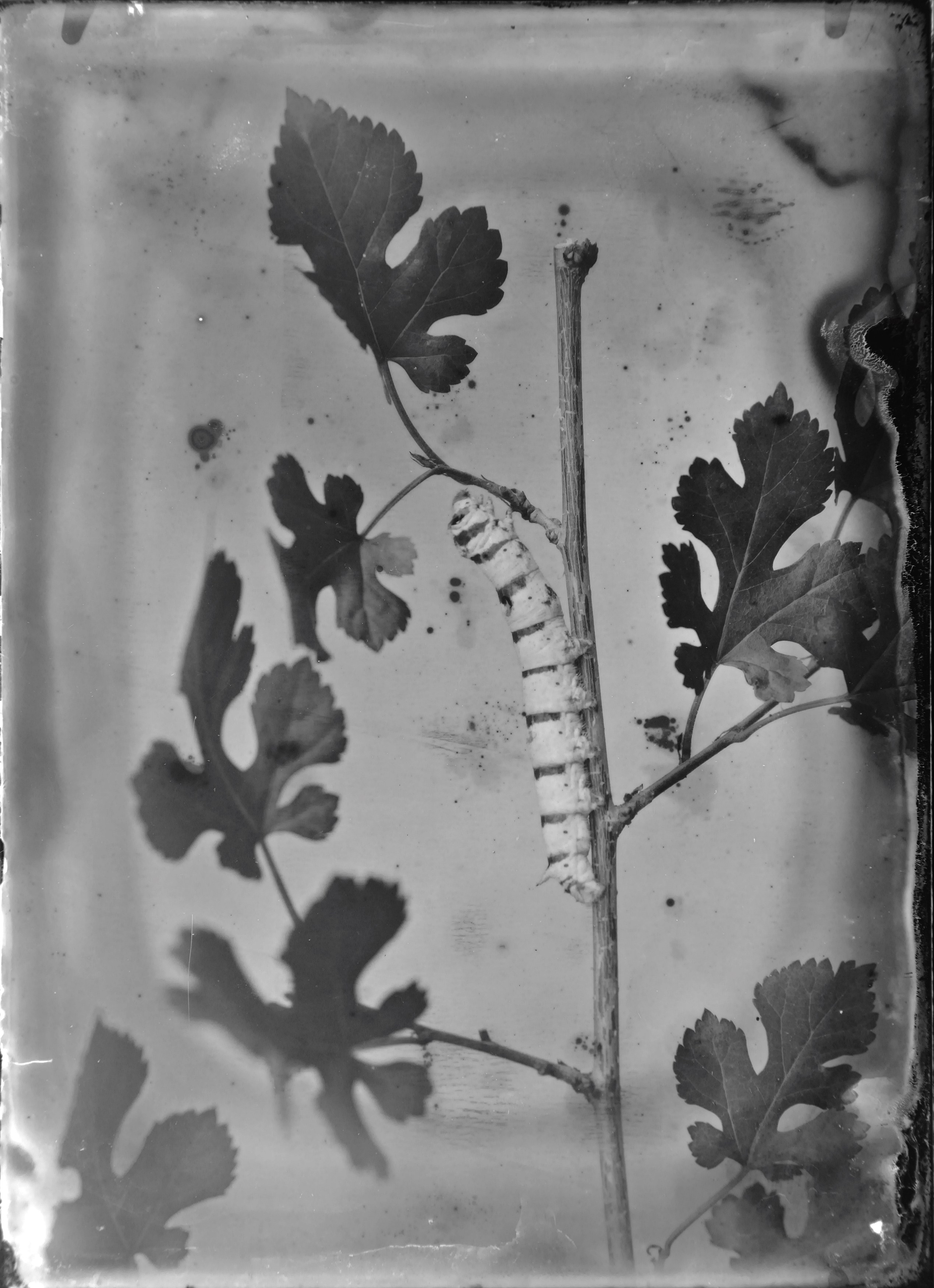 Andro Eradze, Taxonomies of Power: Photographic Encounters at the State Silk Museum, Tbilisi at Mishkin Gallery, Baruch College, photo 13