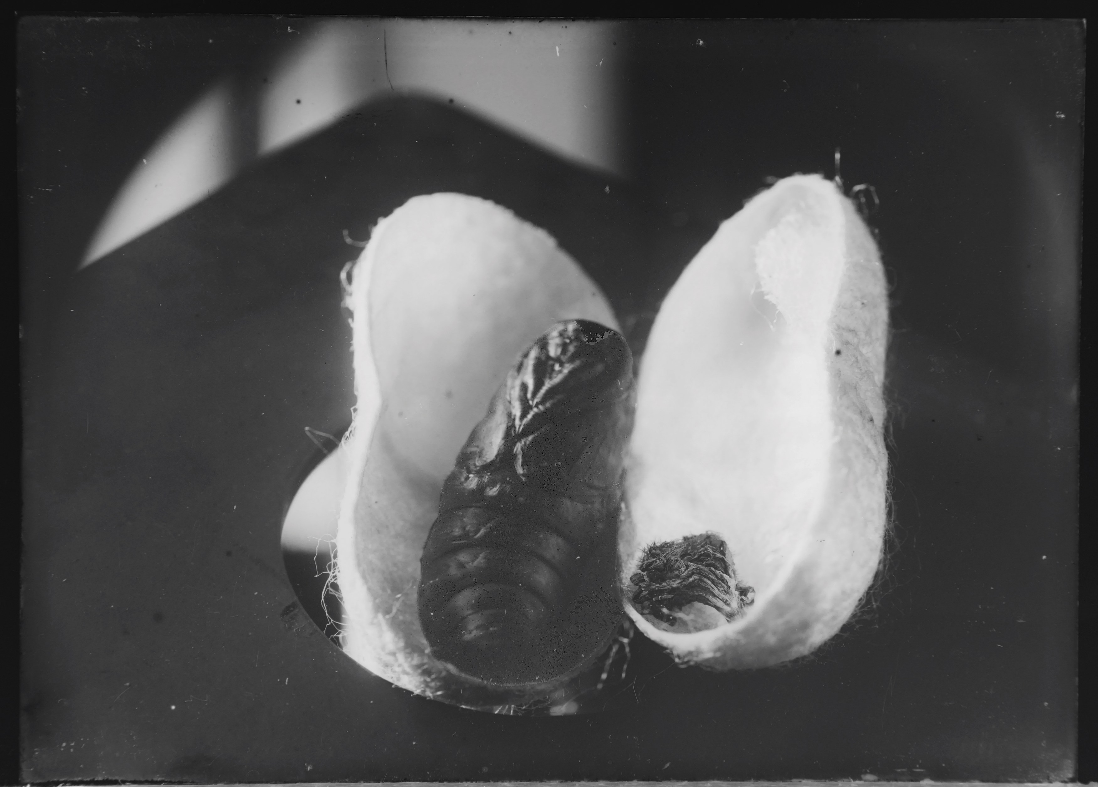 Andro Eradze, Taxonomies of Power: Photographic Encounters at the State Silk Museum, Tbilisi at Mishkin Gallery, Baruch College, photo 18