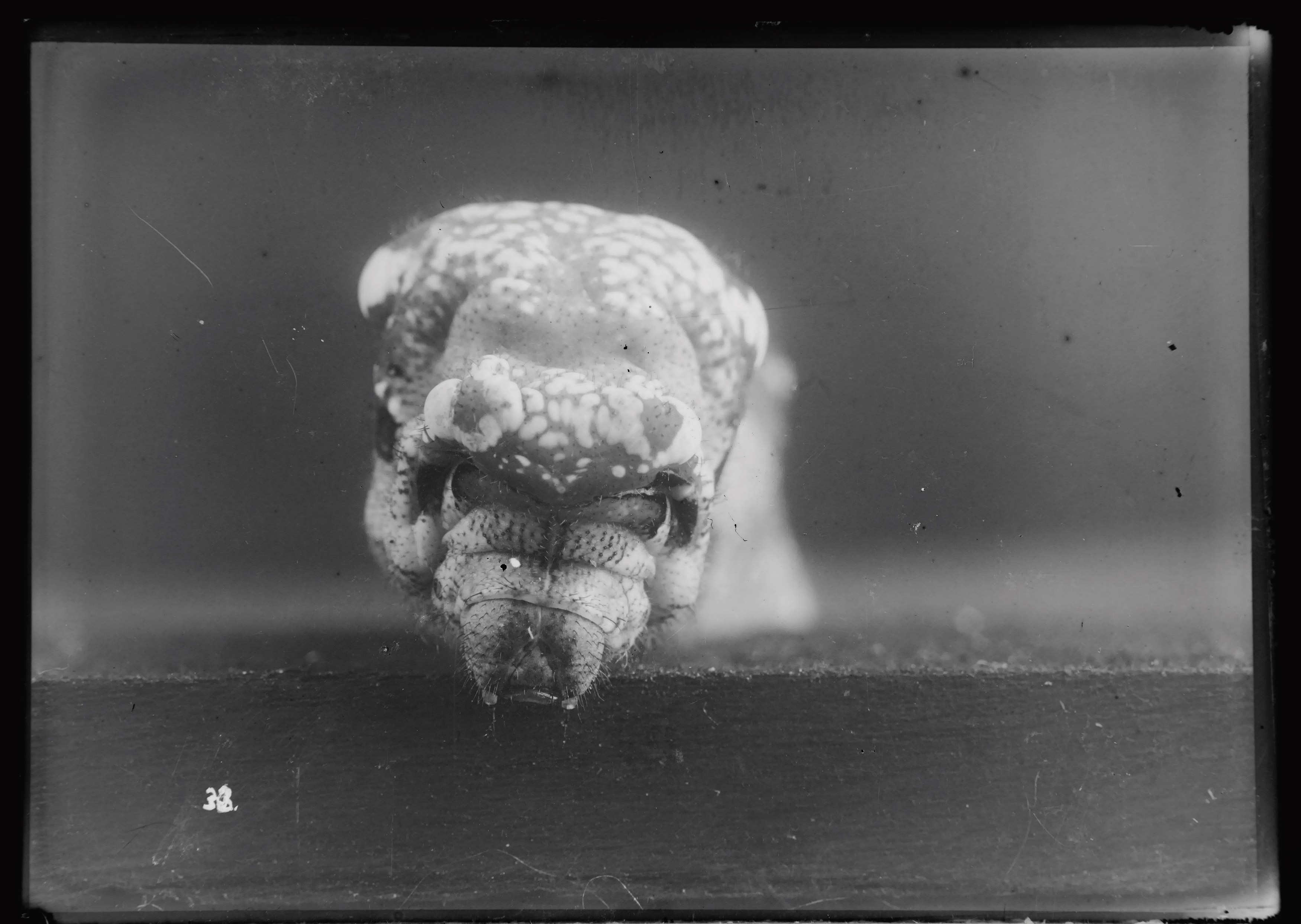 Andro Eradze, Taxonomies of Power: Photographic Encounters at the State Silk Museum, Tbilisi at Mishkin Gallery, Baruch College, photo 15