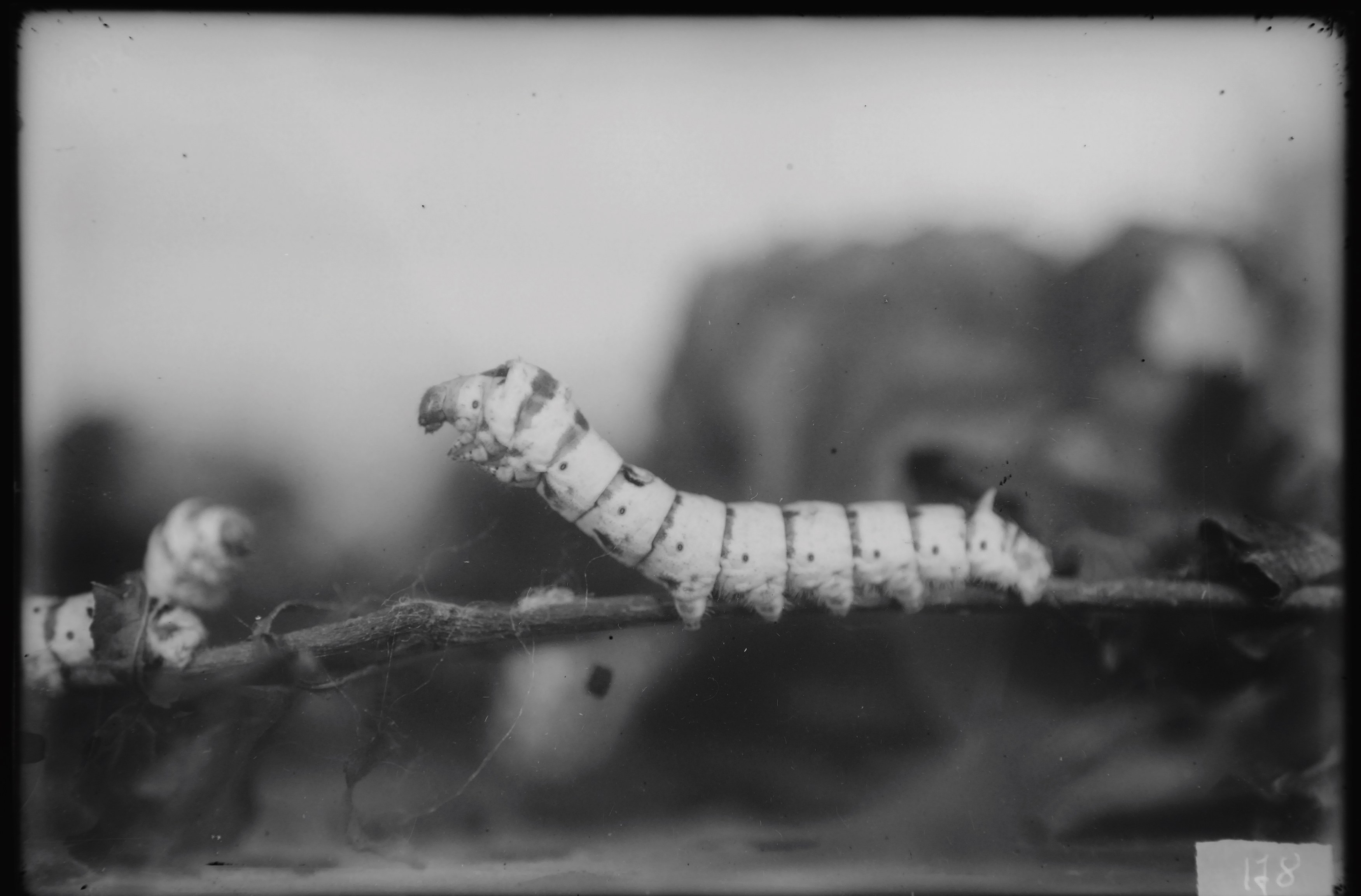 Andro Eradze, Taxonomies of Power: Photographic Encounters at the State Silk Museum, Tbilisi at Mishkin Gallery, Baruch College, photo 14