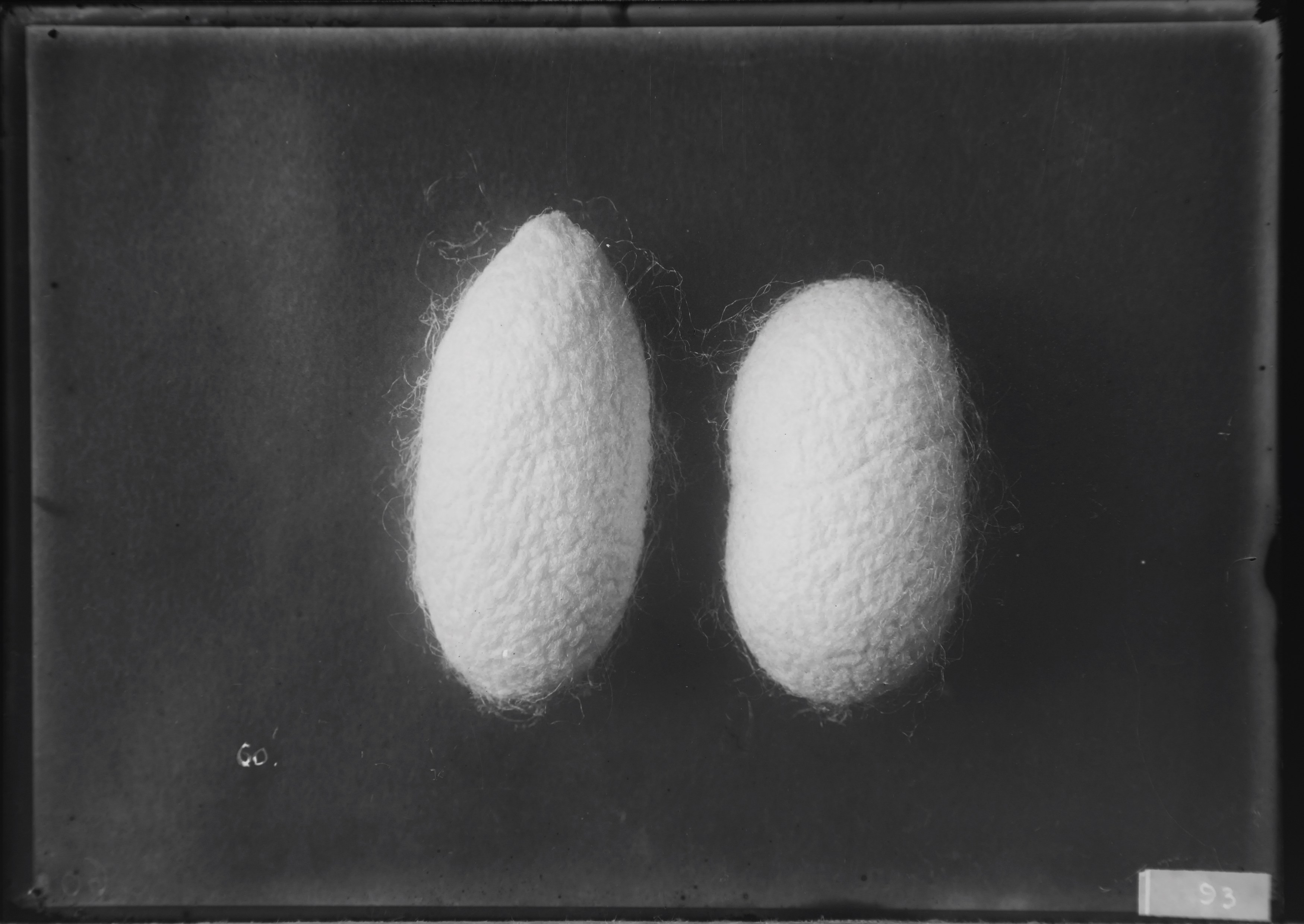 Andro Eradze, Taxonomies of Power: Photographic Encounters at the State Silk Museum, Tbilisi at Mishkin Gallery, Baruch College, photo 17
