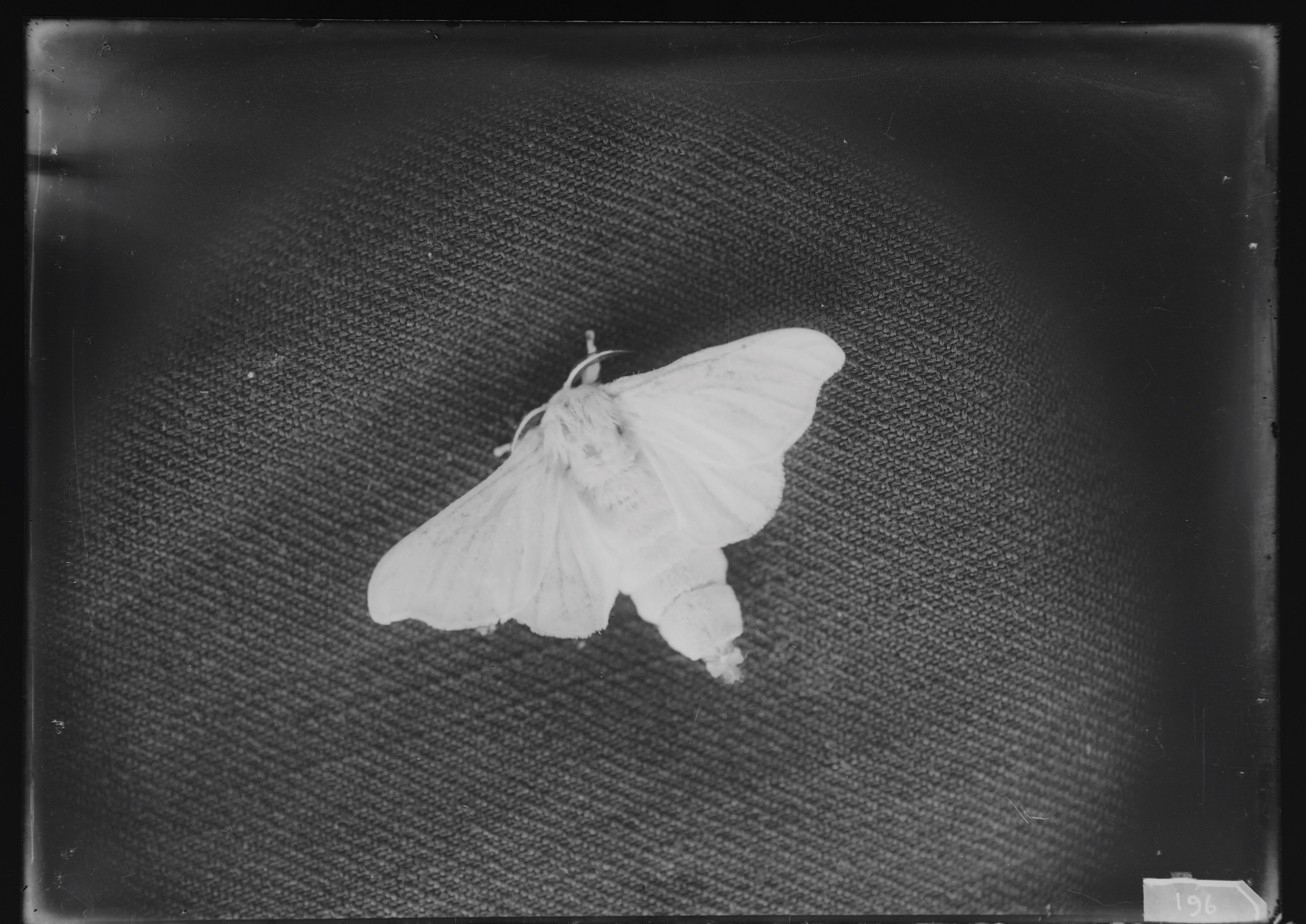 Andro Eradze, Taxonomies of Power: Photographic Encounters at the State Silk Museum, Tbilisi at Mishkin Gallery, Baruch College, photo 19