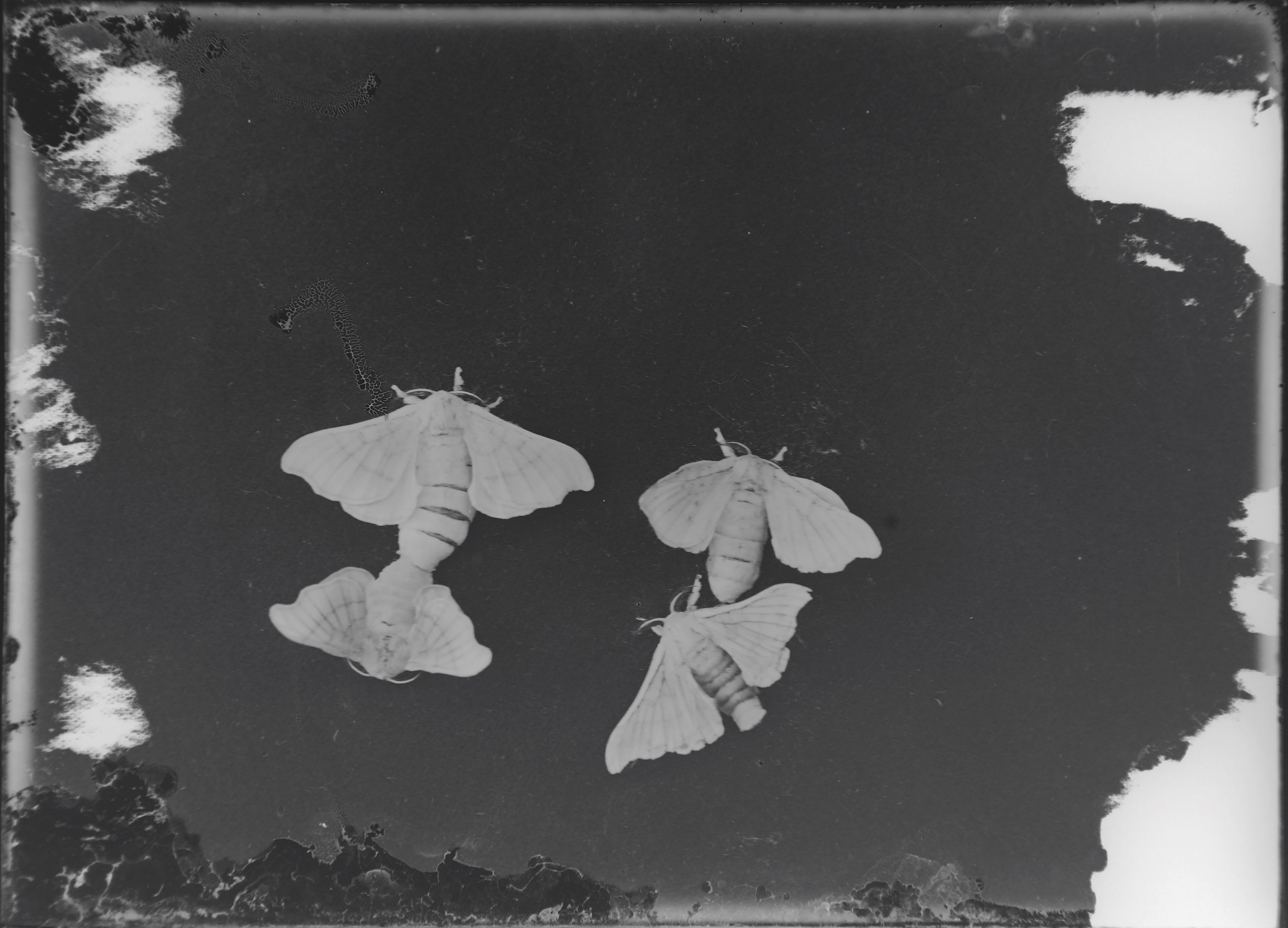 Andro Eradze, Taxonomies of Power: Photographic Encounters at the State Silk Museum, Tbilisi at Mishkin Gallery, Baruch College, photo 20