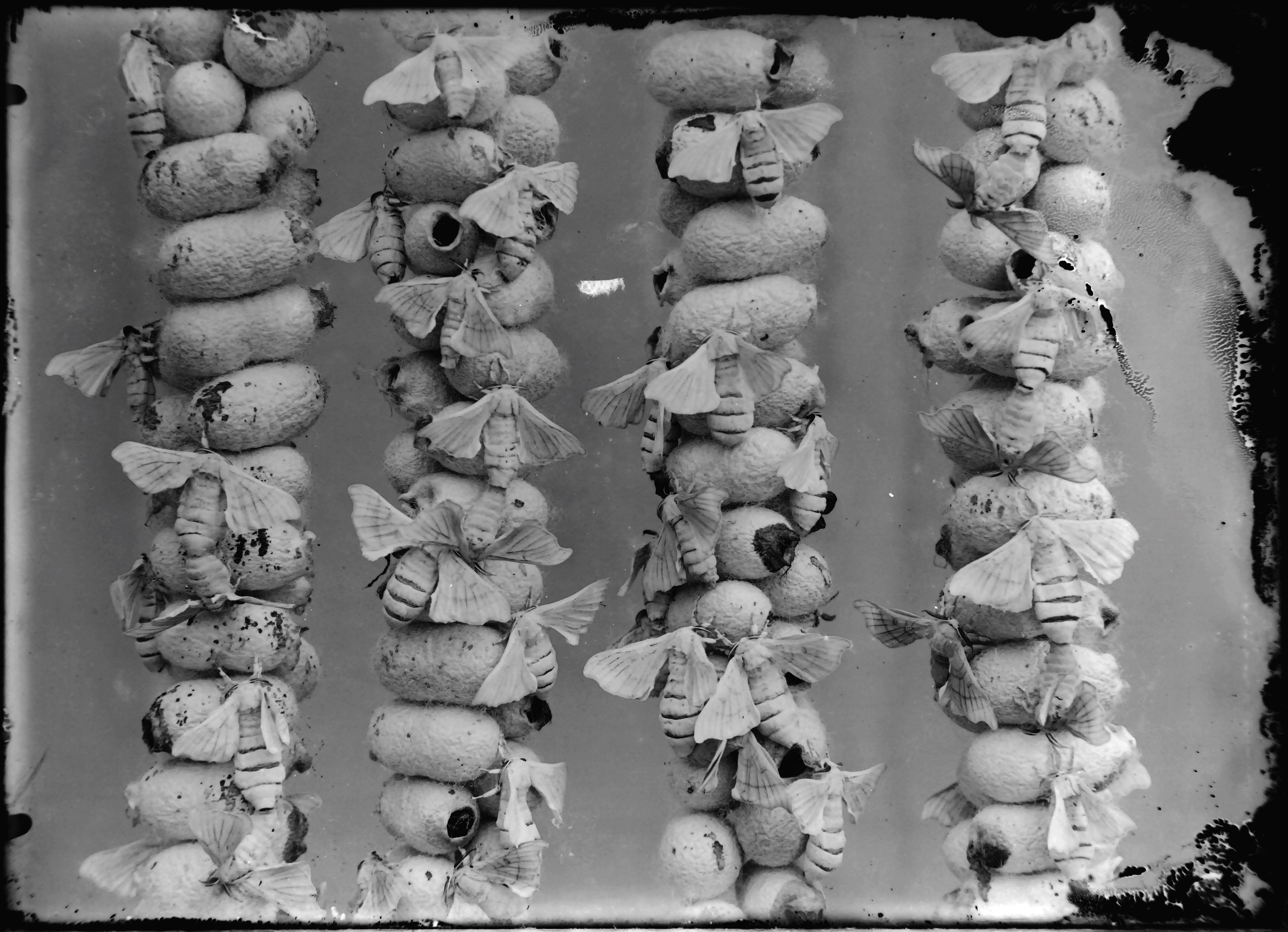 Andro Eradze, Taxonomies of Power: Photographic Encounters at the State Silk Museum, Tbilisi at Mishkin Gallery, Baruch College, photo 21