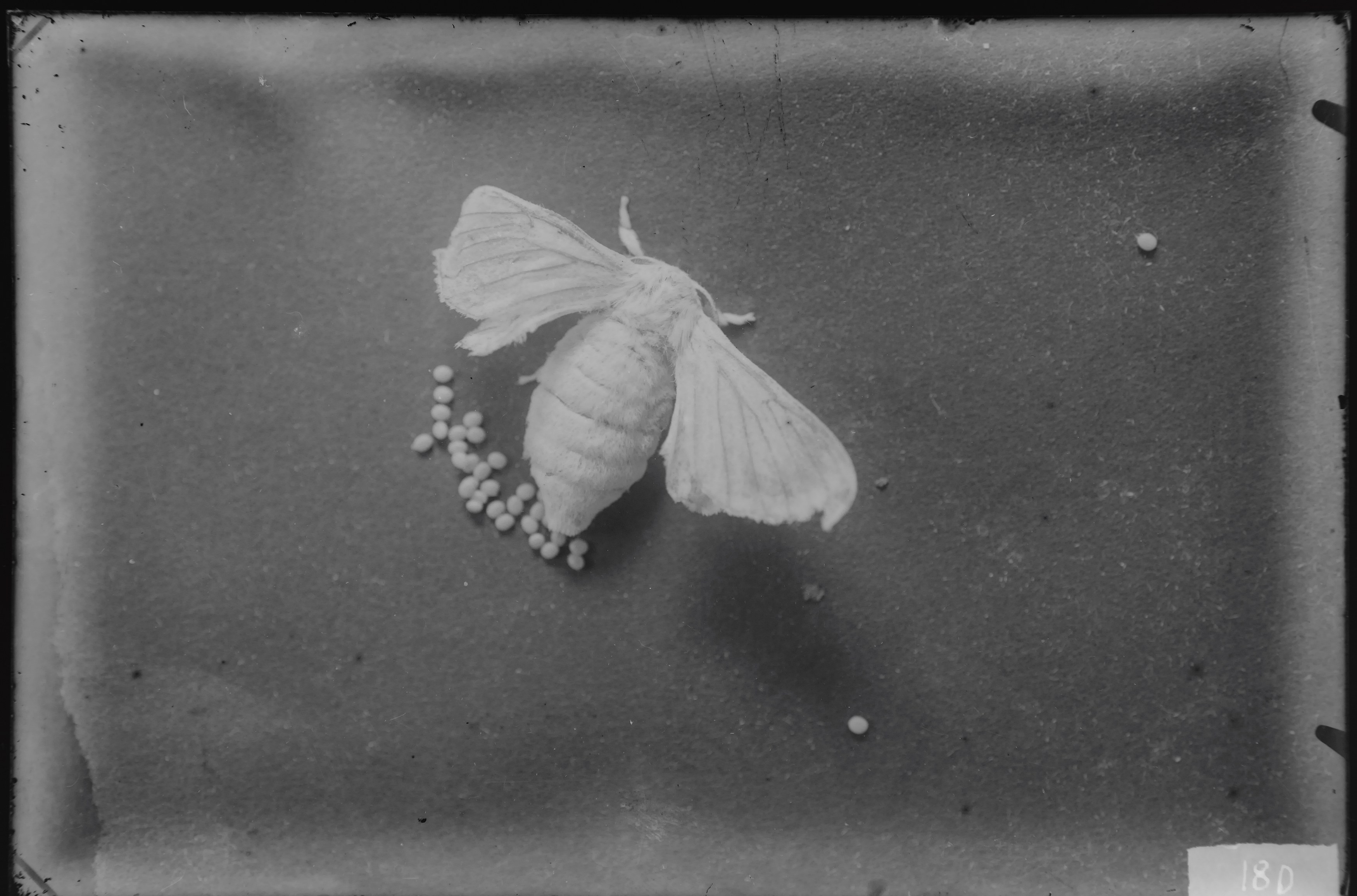 Andro Eradze, Taxonomies of Power: Photographic Encounters at the State Silk Museum, Tbilisi at Mishkin Gallery, Baruch College, photo 22
