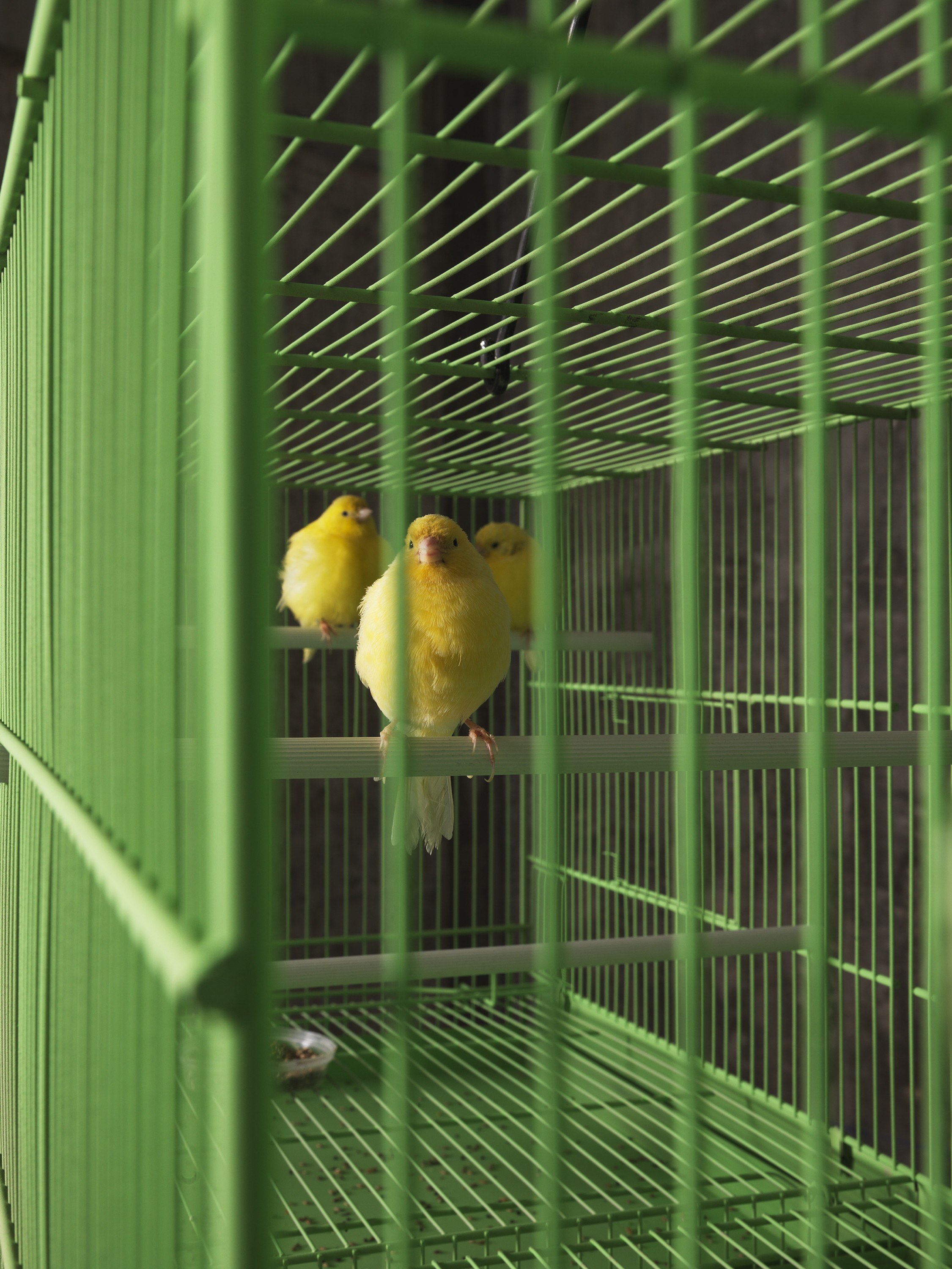 The Big Inexplicable Paravent Illusion, The Big Inexplicable Paravent Illusion at Isabella Bortolozzi, photo 38