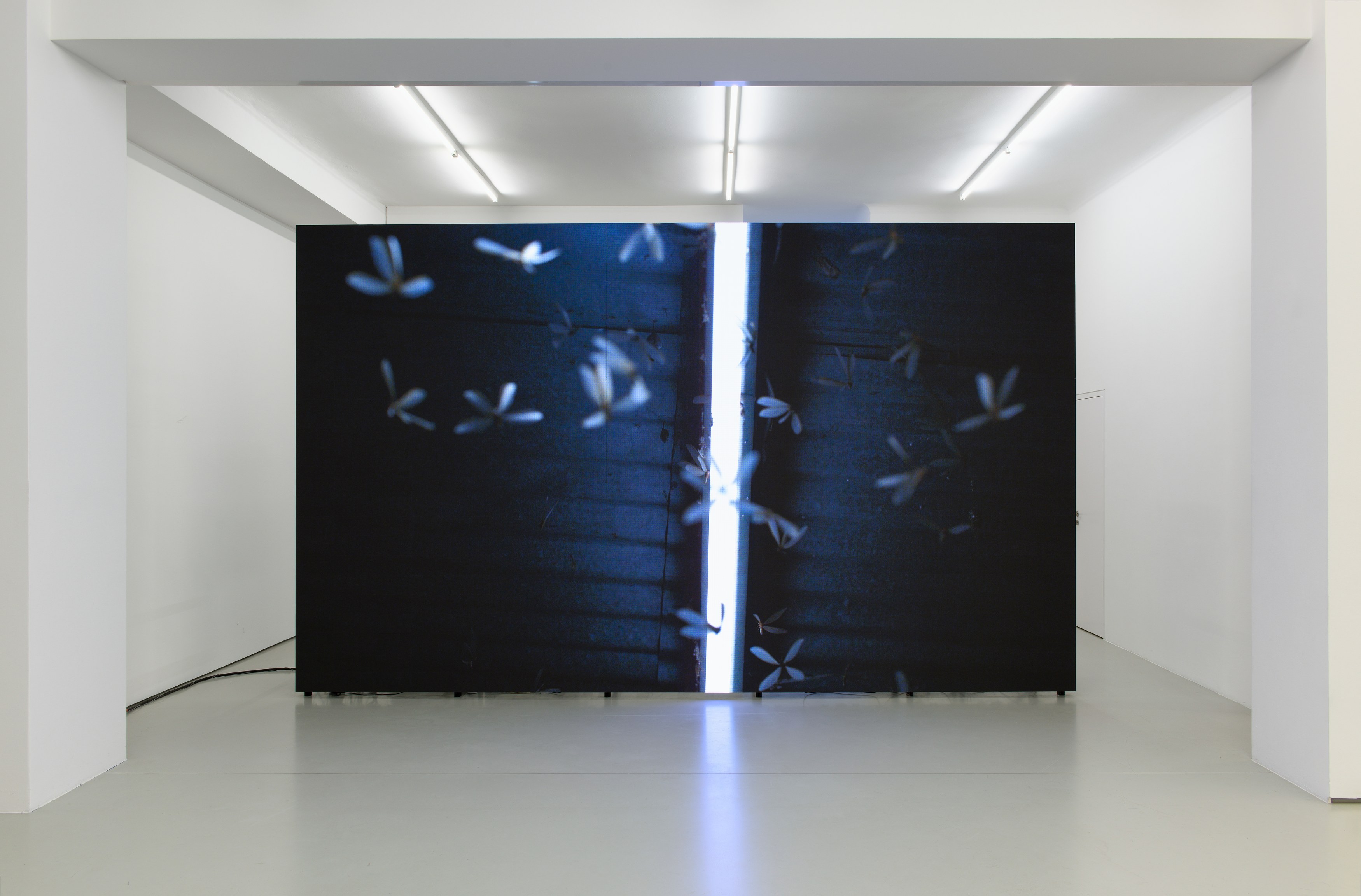 Julius von Bismarck, Grenzen der Intelligenzen at alexander levy, Berlin and LEVY Galerie, Berlin, photo 2