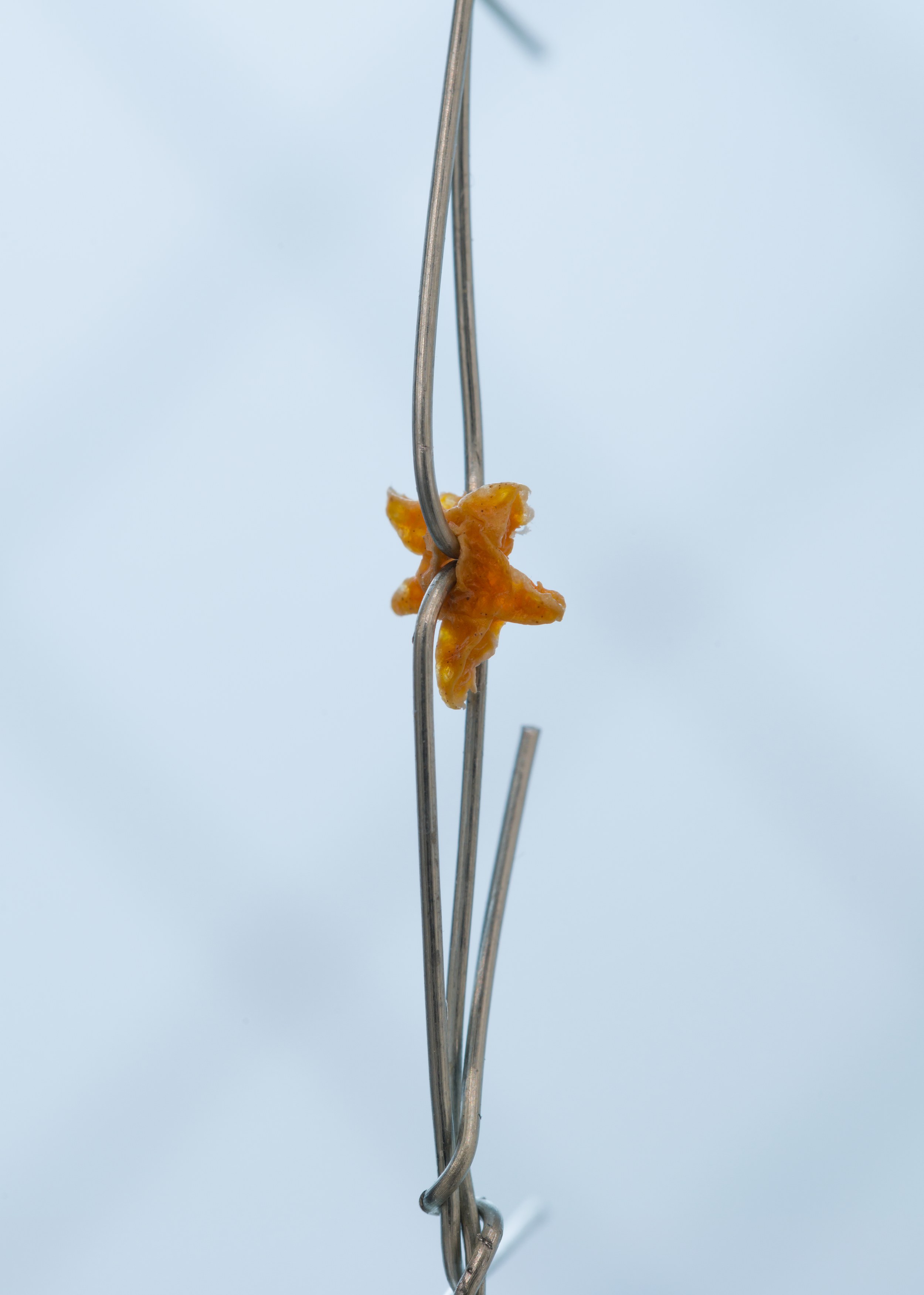 Sylvie Hayes-Wallace, Locked From the Inside at Chapter NY, photo 25