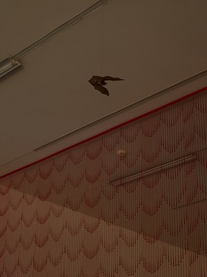 Image 3 of 42