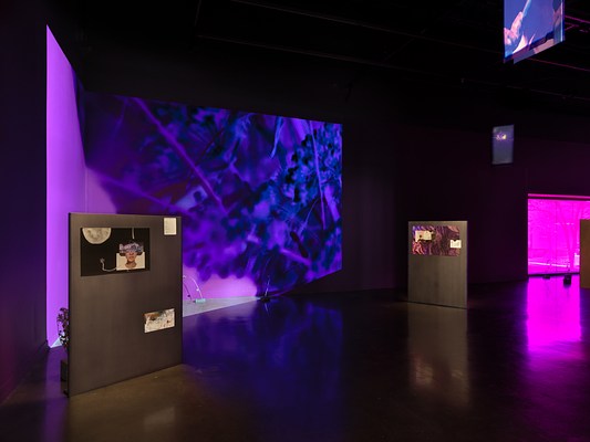 In a dark room, saturated purple footage of plants is projected onto a corner. In front, freestanding metal panels have smaller rectangles of images and text mounted on them. A purple tinted window glows in the background on the right. Banners containing saturated, inverted images of figures and plants hang from the ceiling.