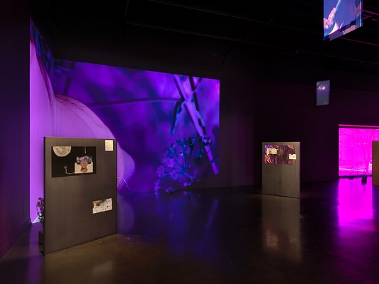 In a dark room, saturated purple footage of plants is projected onto a corner. In front, freestanding metal panels have smaller rectangles of images and text mounted on them. A purple tinted window glows in the background on the right. Banners containing saturated, inverted images of figures and plants hang from the ceiling.