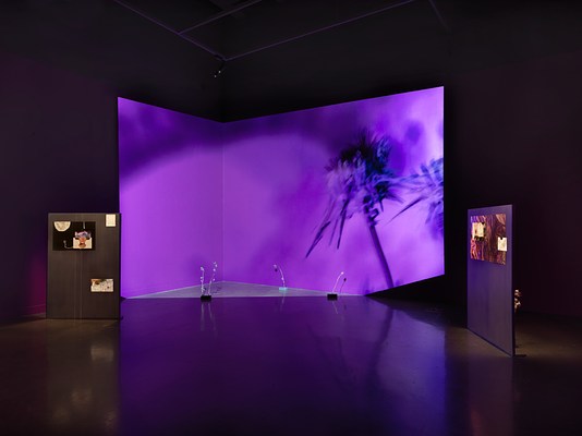 Blue and purple projected footage of thorny plants fills the corner of a room. In the light of the projection, four dried thistle plants are stuck in concrete bricks sitting on the floor. To the left and right of the projected footage, two free standing panels are spotlit, highlighting imagery mounted to them. Another thistle plant peaks out from behind the right panel.
