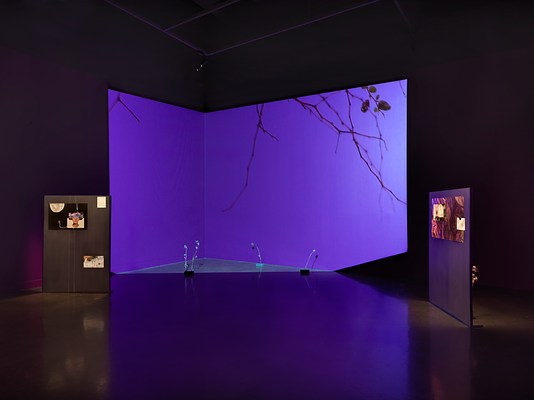 Projected footage of branches and leaves against a sky fills the corner of a room. In the light of the projection, four dried thistle plants are stuck in concrete bricks sitting on the floor. To the left and right of the projected footage, two free standing panels are spotlit, highlighting imagery mounted to them. Another thistle plant peaks out from behind the right panel.