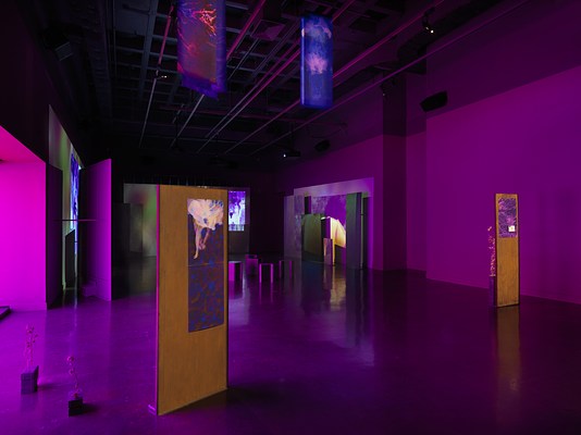 Freestanding metal panels are scattered across a dark gallery, with drawings and saturated abstract images mounted to them. Interspersed with the panels are dried thistle plants stuck into concrete bricks. Video projections onto uneven panels are visible in the background.