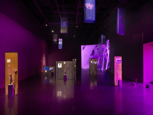 A dark room with purple walls displaying various rectangular panels scattered across the room. Each panel is spotlit showcasing a thistle plant with imagery affixed to the panels. Purple light peers through the right of the frame. Banners with abstract silhouettes of plants hang from the ceiling. In the back corner of the room, saturated purple video footage of plant forms is projected onto the walls.