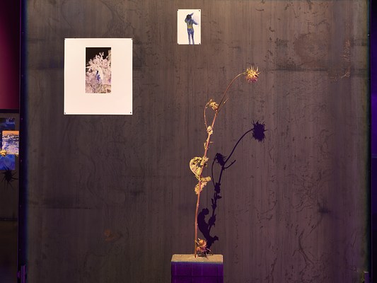 The surface of a gray metal panel fills the frame, with a dried thistle plant that grows out of a brick jutting into the foreground. The shadow of the plant is cast onto the metal panel. Affixed to the panel are two images in the upper left corner, one of a plant, and the other a small drawing of a figure moving their arms. In the background on the left, another panel is distantly visible.