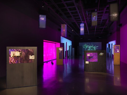 Freestanding metal panels are scattered across a dark gallery, with drawings and saturated abstract images mounted to them. A tinted window on the left emits a bright purple glow. Small banners hanging from the ceiling contain abstracted silhouettes of plants. Three video projections are visible in the background; the central one shows a close view of a thorny green plant.