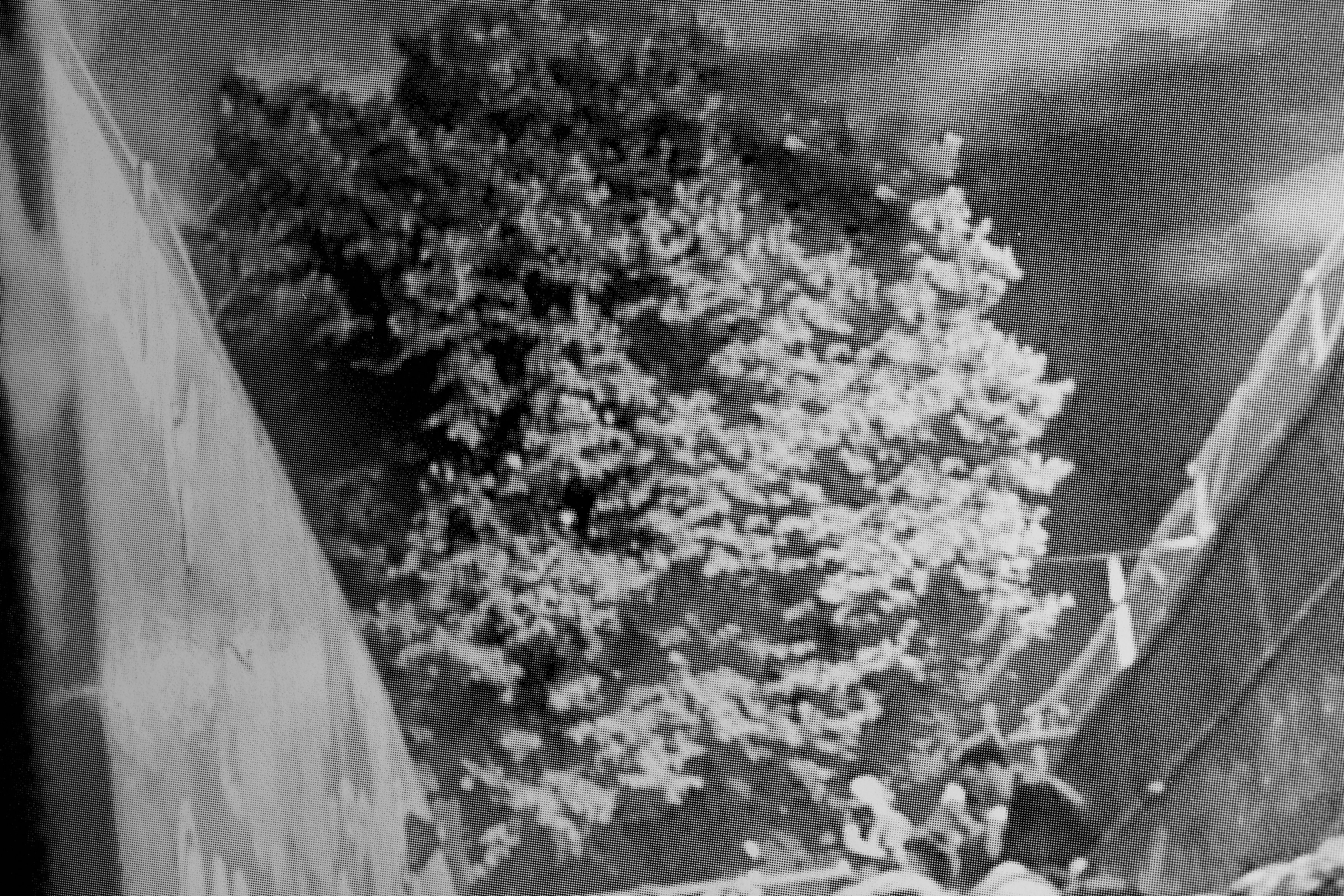 Olu Ogunnaike, Is the soil right? at Rose Easton, photo 17