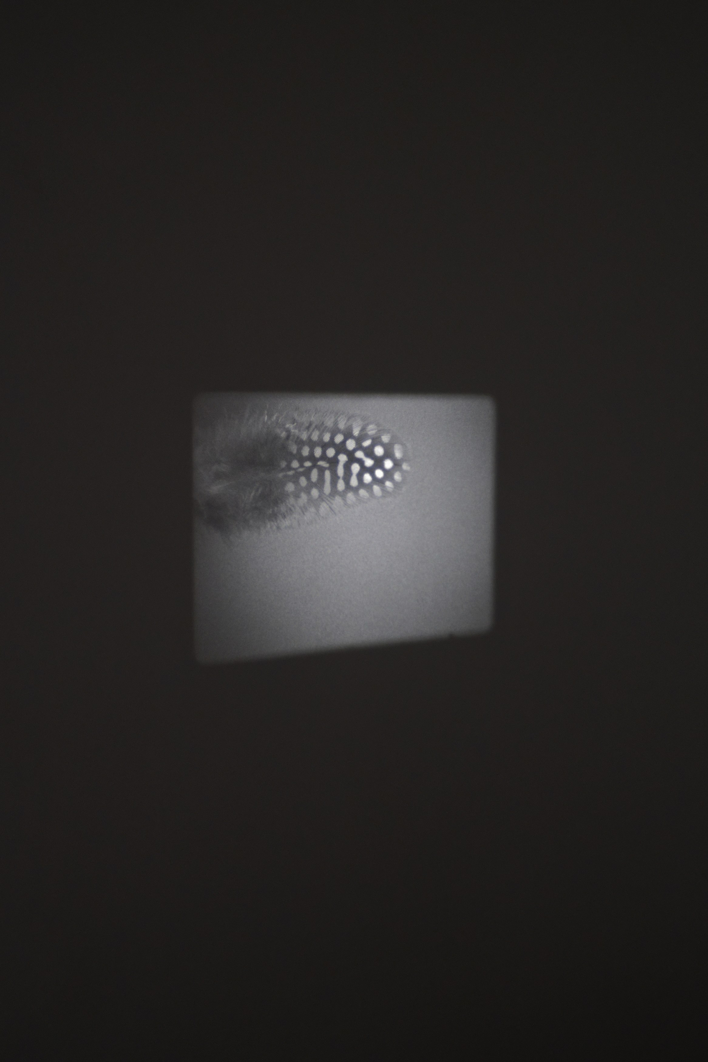 Charlotte Moth, Dim glows at Marcelle Alix, photo 28