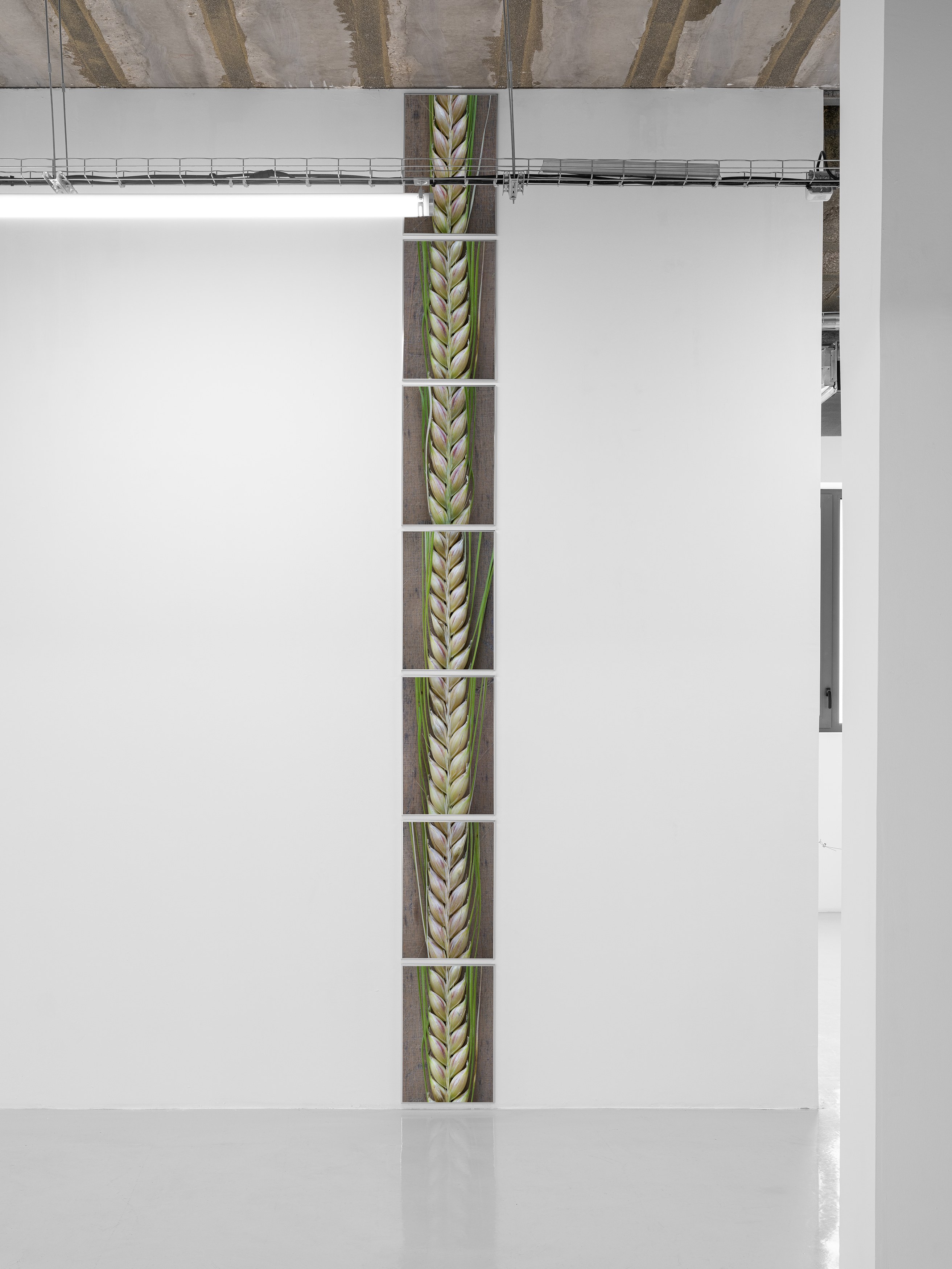Pierre Joseph, de vivants piliers at Air de Paris, photo 11