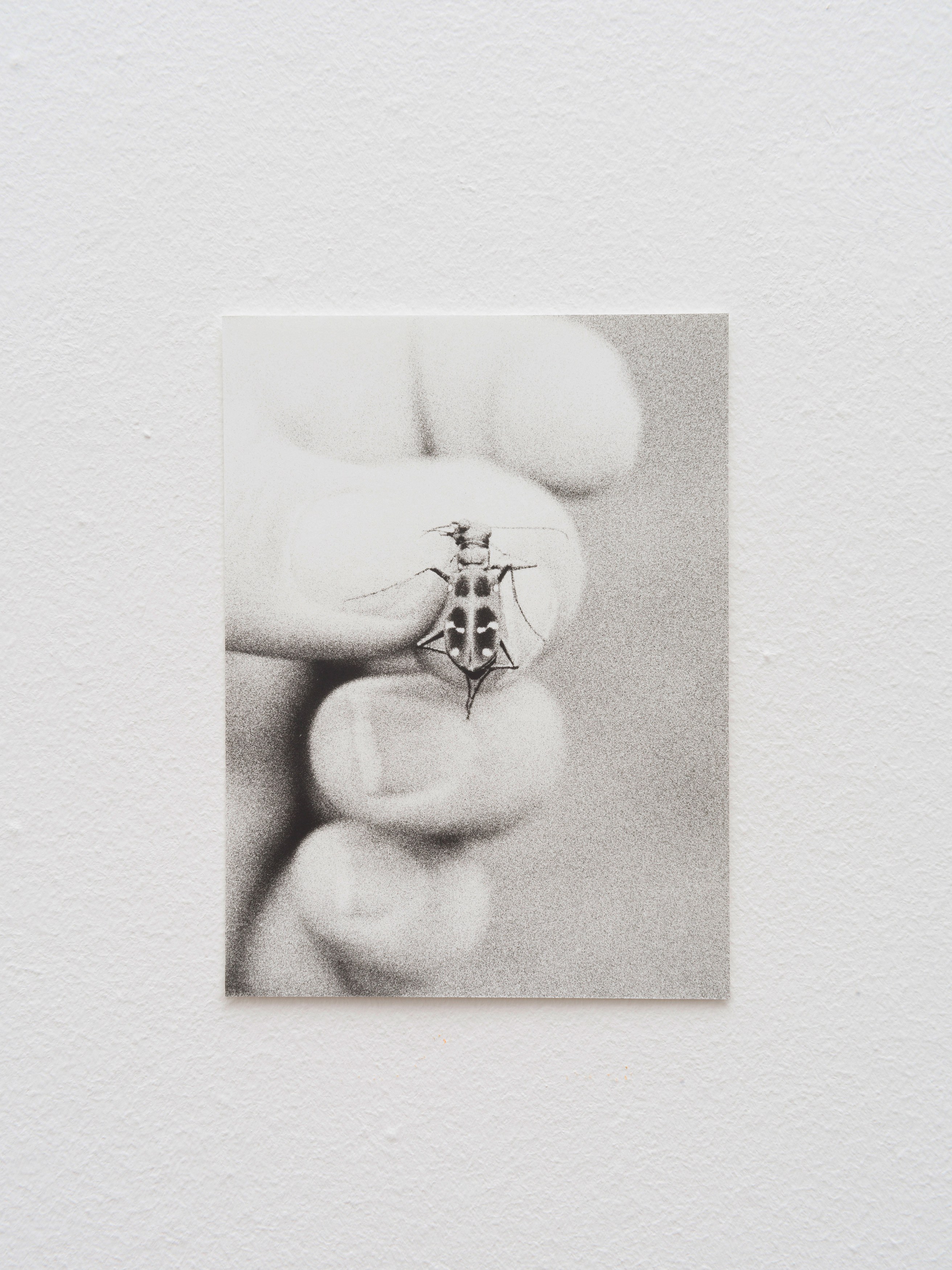 Jochen Lempert, Presentation of a Large Book and Small Photos at BQ, photo 12