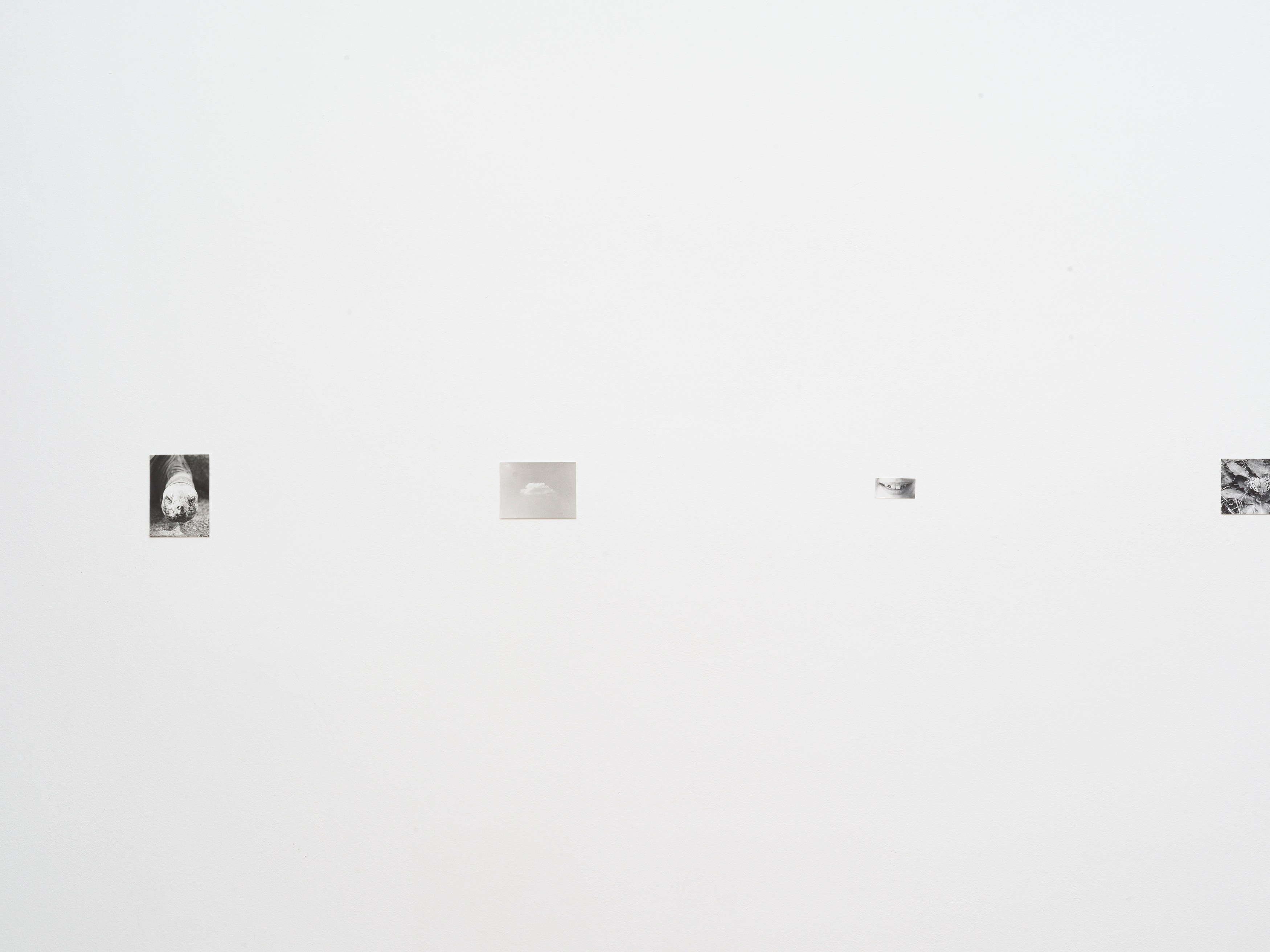 Jochen Lempert, Presentation of a Large Book and Small Photos at BQ, photo 13