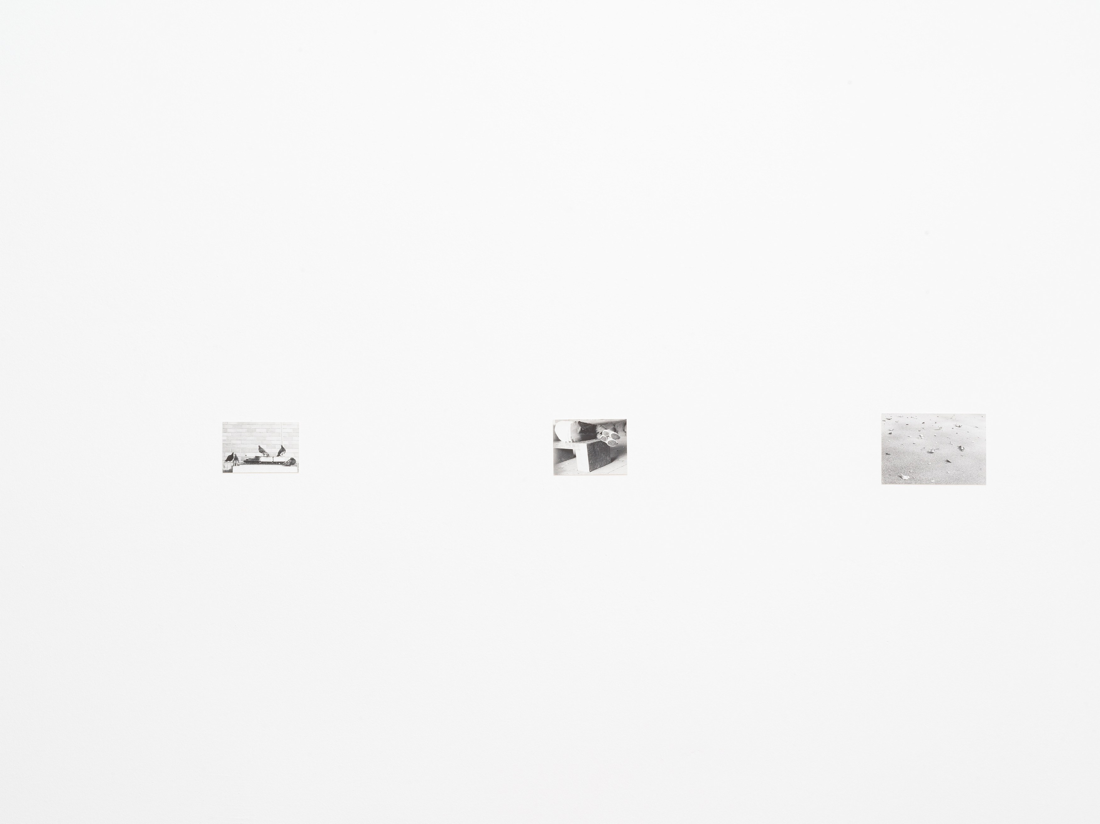 Jochen Lempert, Presentation of a Large Book and Small Photos at BQ, photo 17