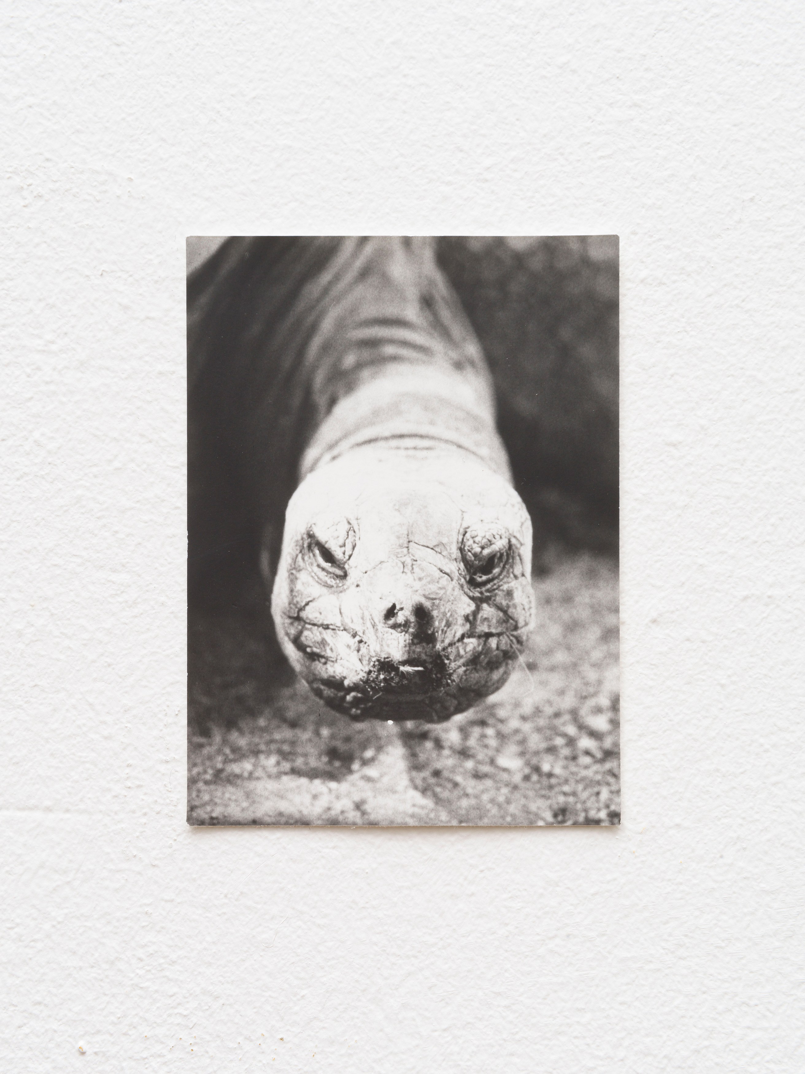 Jochen Lempert, Presentation of a Large Book and Small Photos at BQ, photo 18