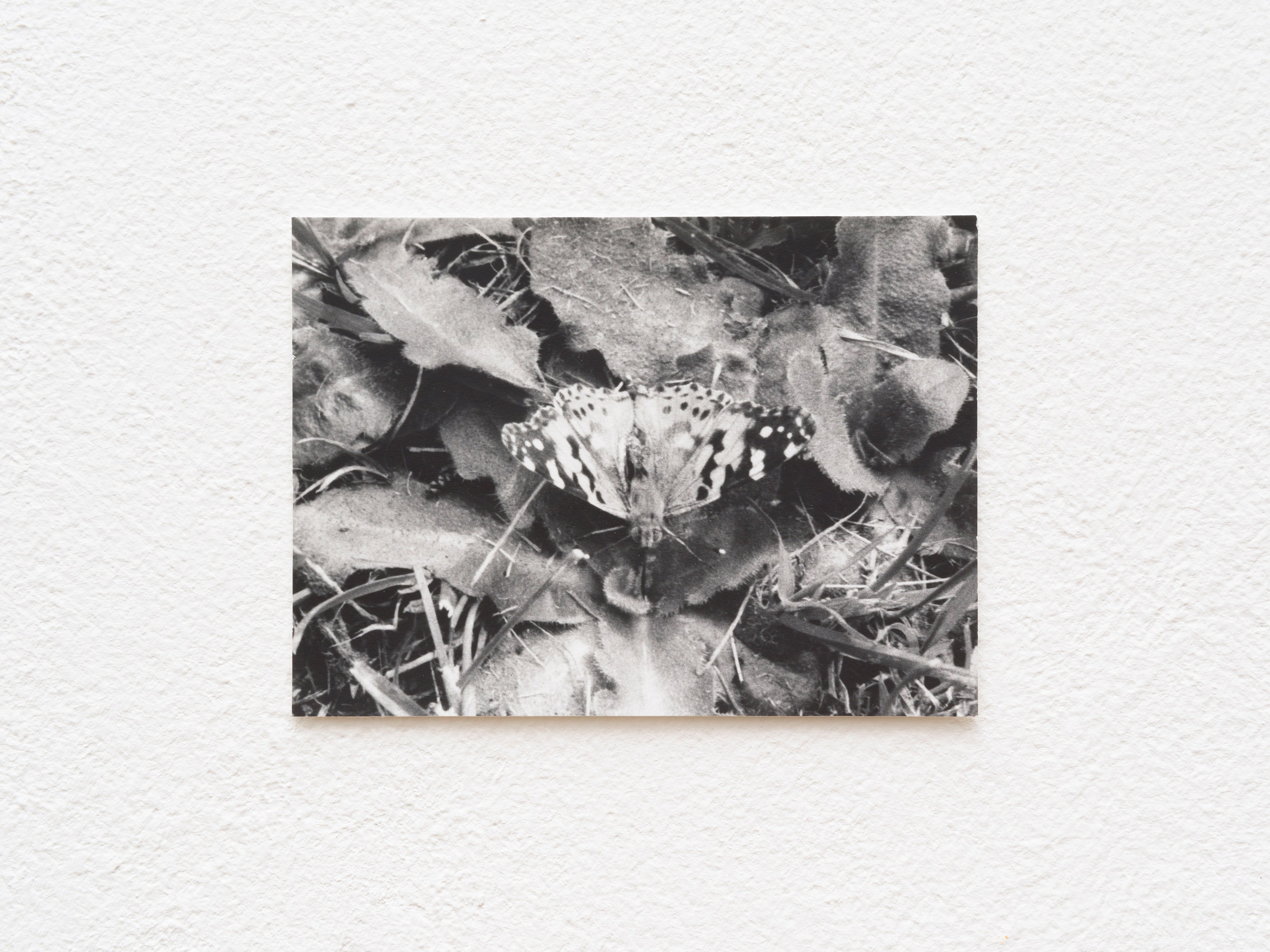 Jochen Lempert, Presentation of a Large Book and Small Photos at BQ, photo 21