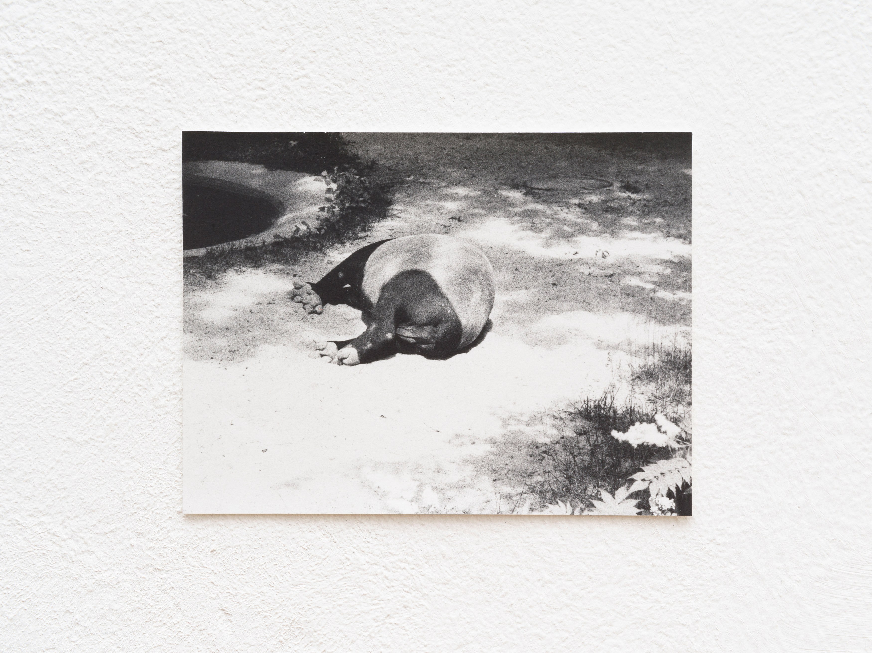 Jochen Lempert, Presentation of a Large Book and Small Photos at BQ, photo 24