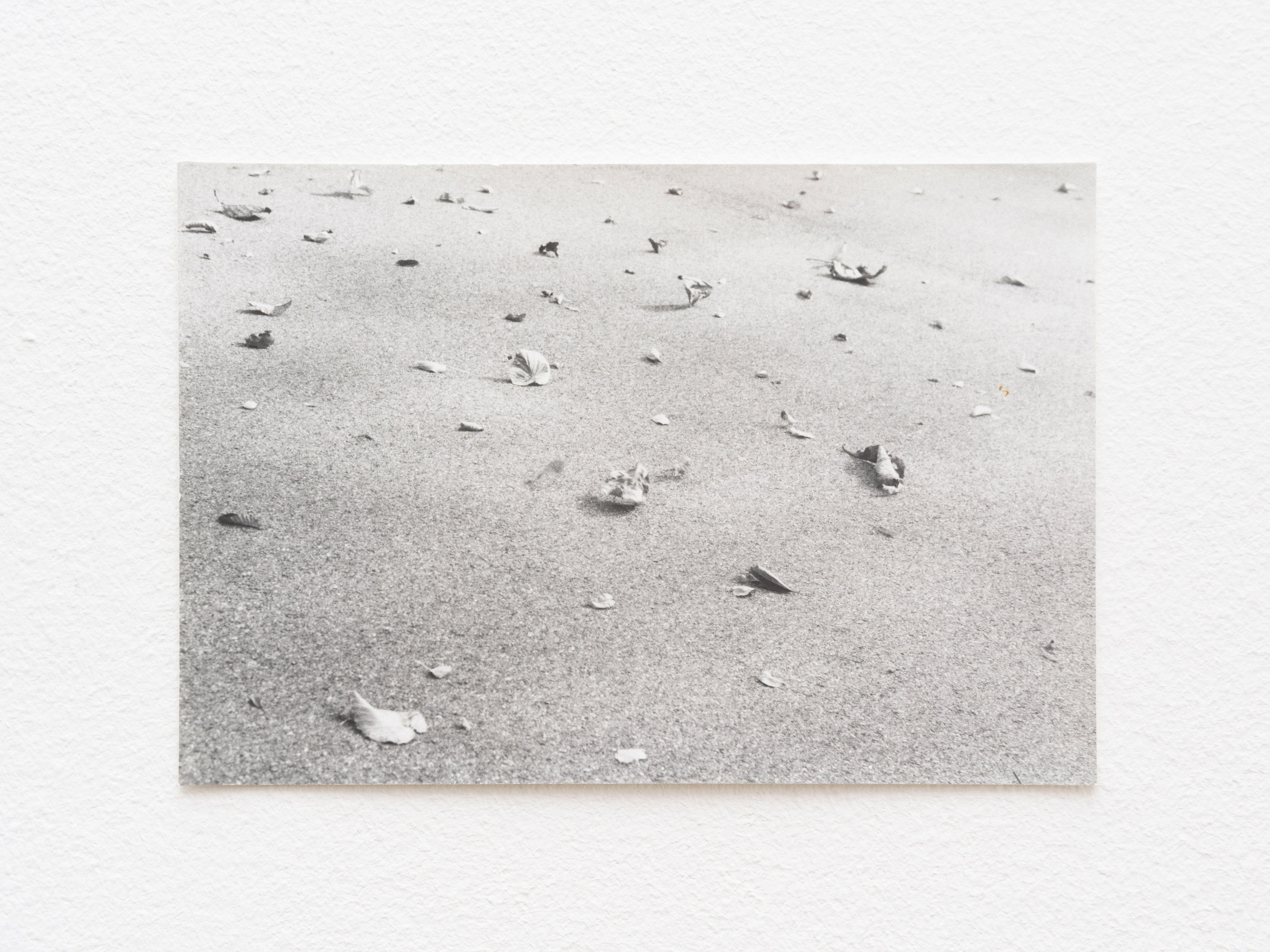 Jochen Lempert, Presentation of a Large Book and Small Photos at BQ, photo 27