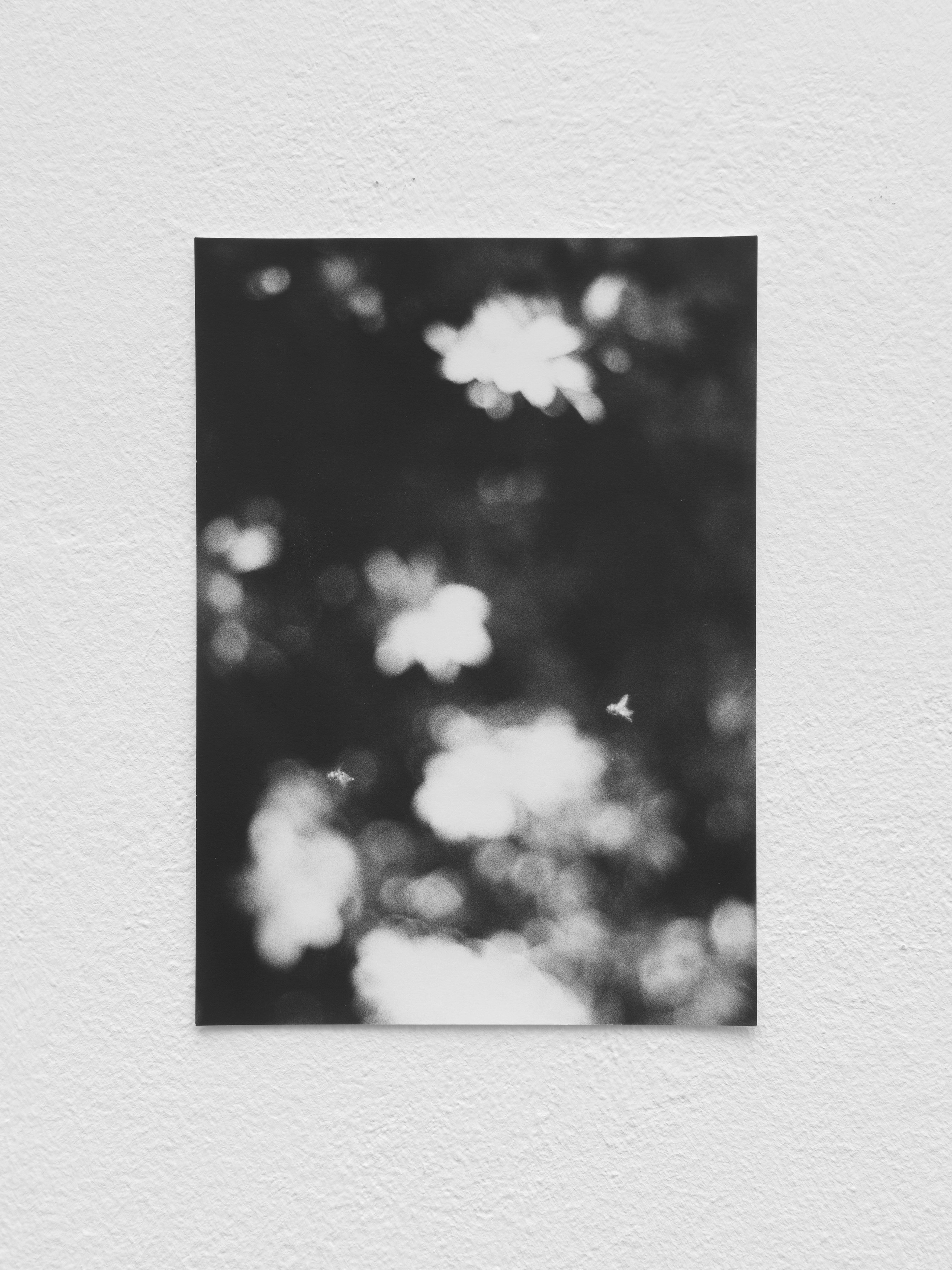 Jochen Lempert, Presentation of a Large Book and Small Photos at BQ, photo 30