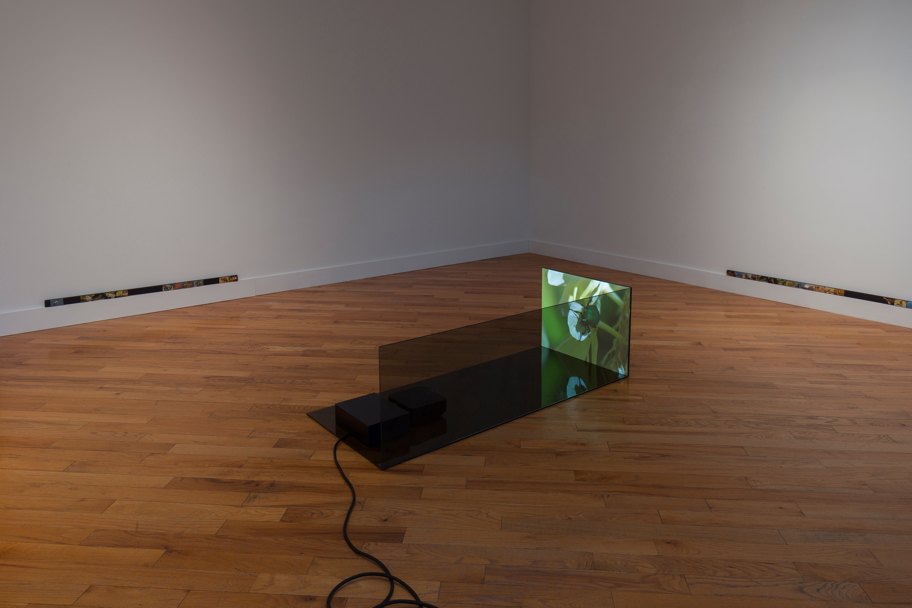 Adriana Ramić, Beetle at David Peter Francis, photo 4