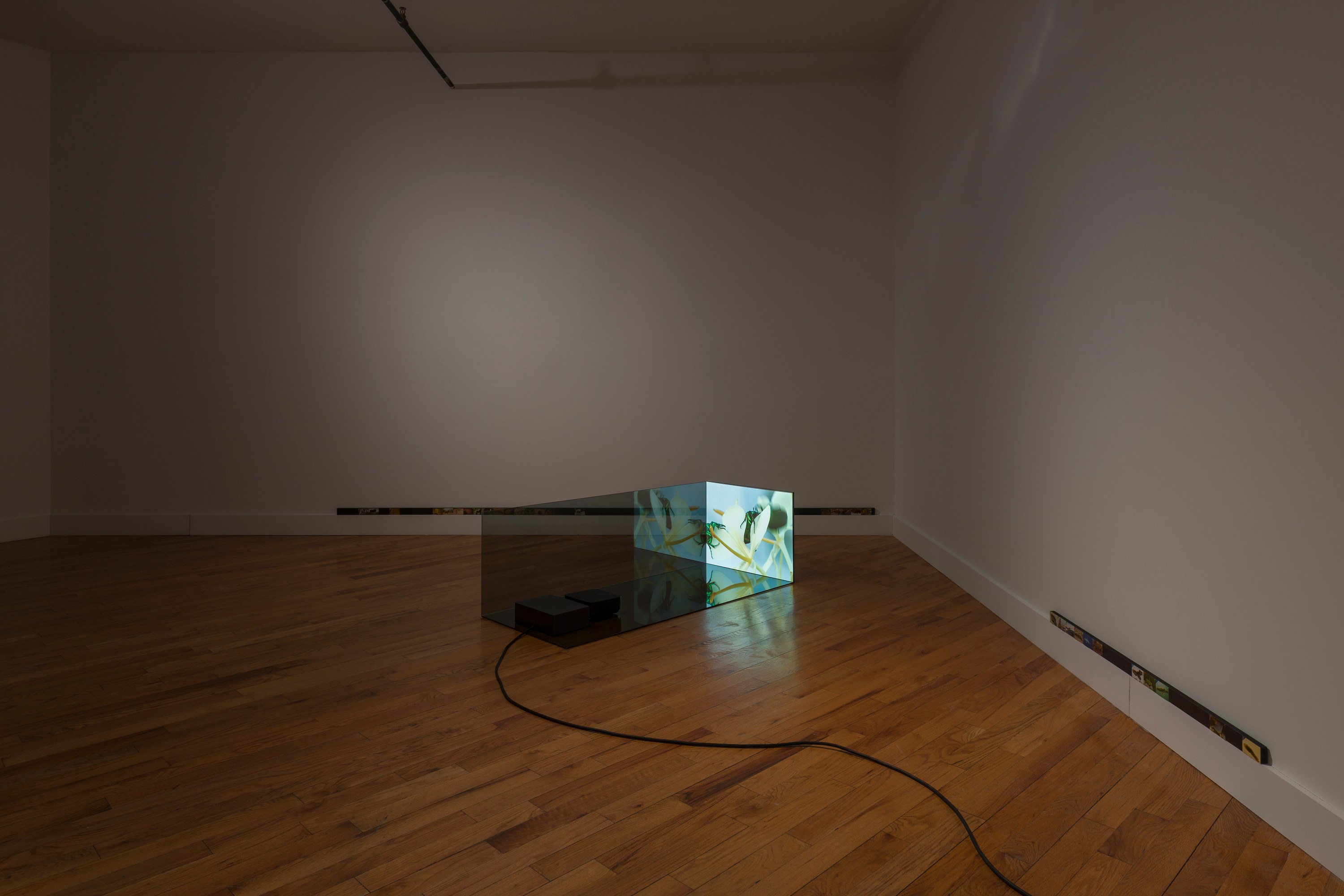 Adriana Ramić, Beetle at David Peter Francis, photo 5