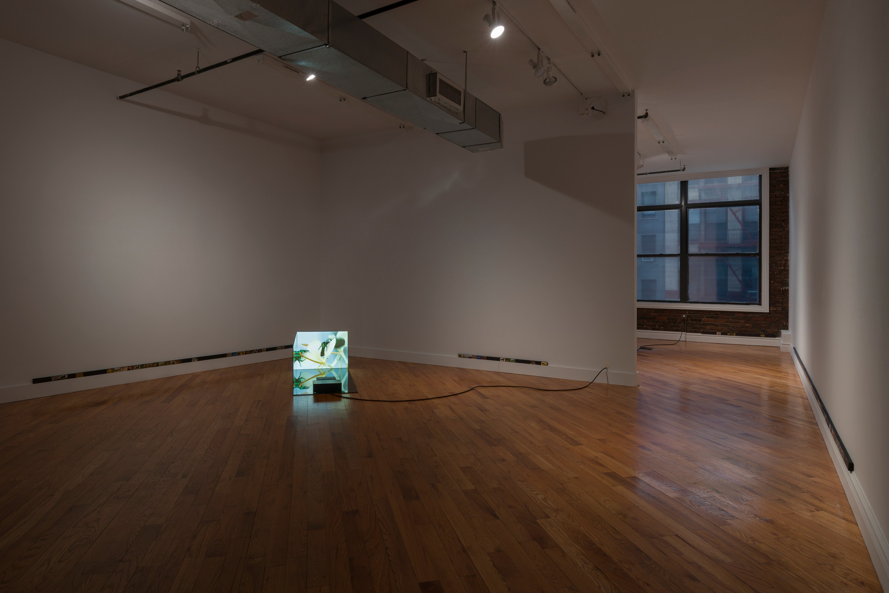 Adriana Ramić, Beetle at David Peter Francis, photo 7