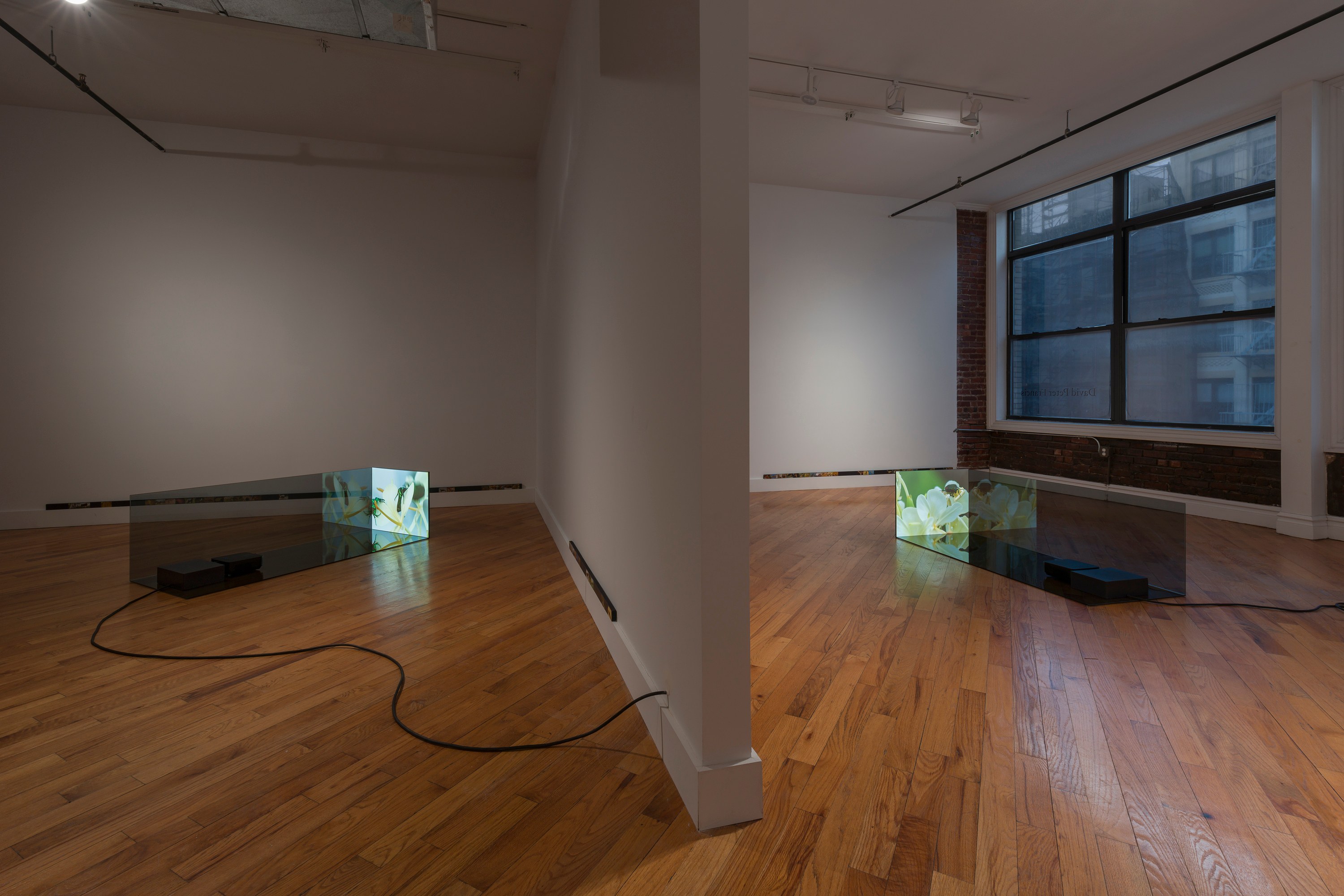 Adriana Ramić, Beetle at David Peter Francis, photo 6