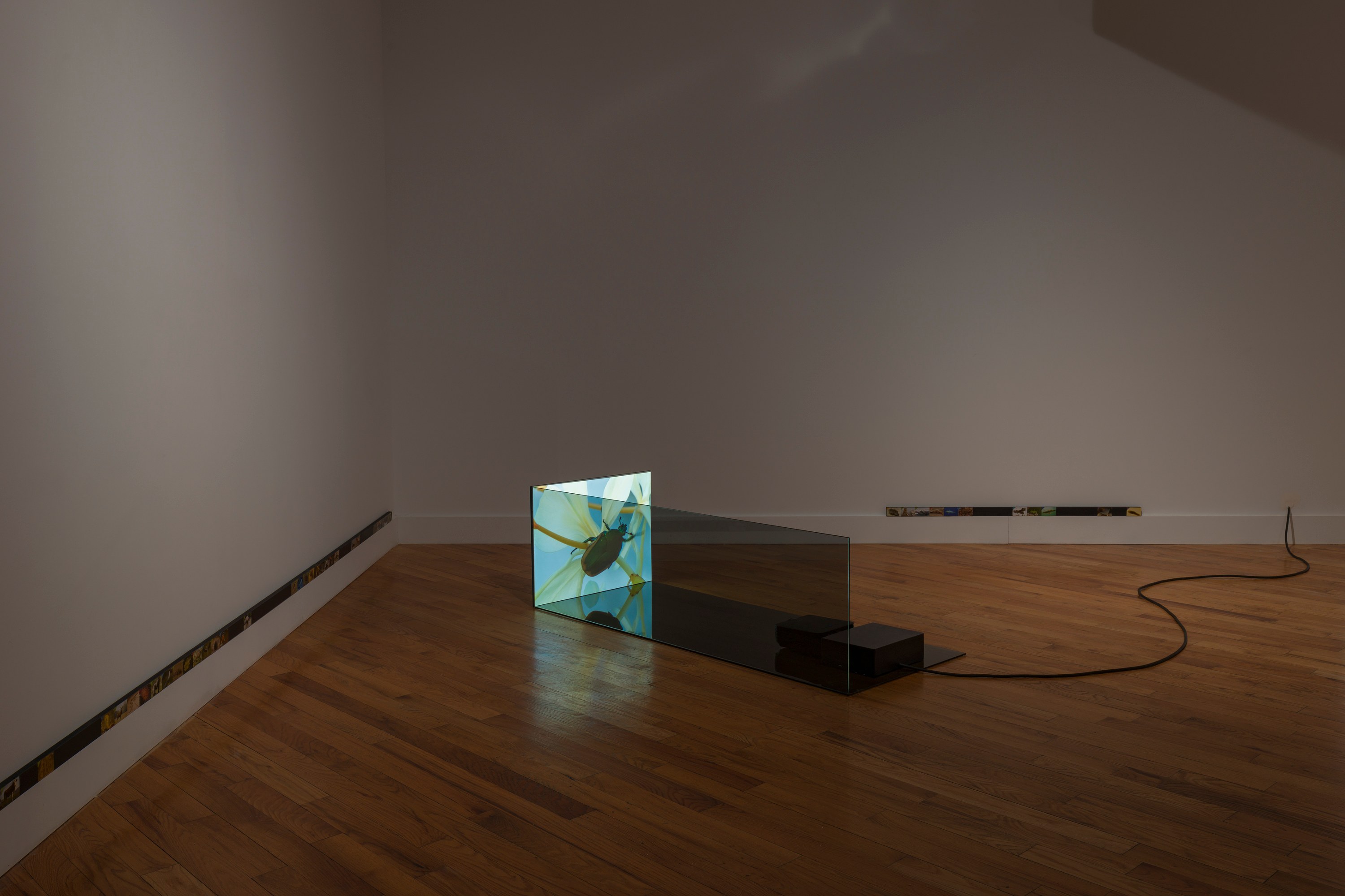 Adriana Ramić, Beetle at David Peter Francis, photo 9