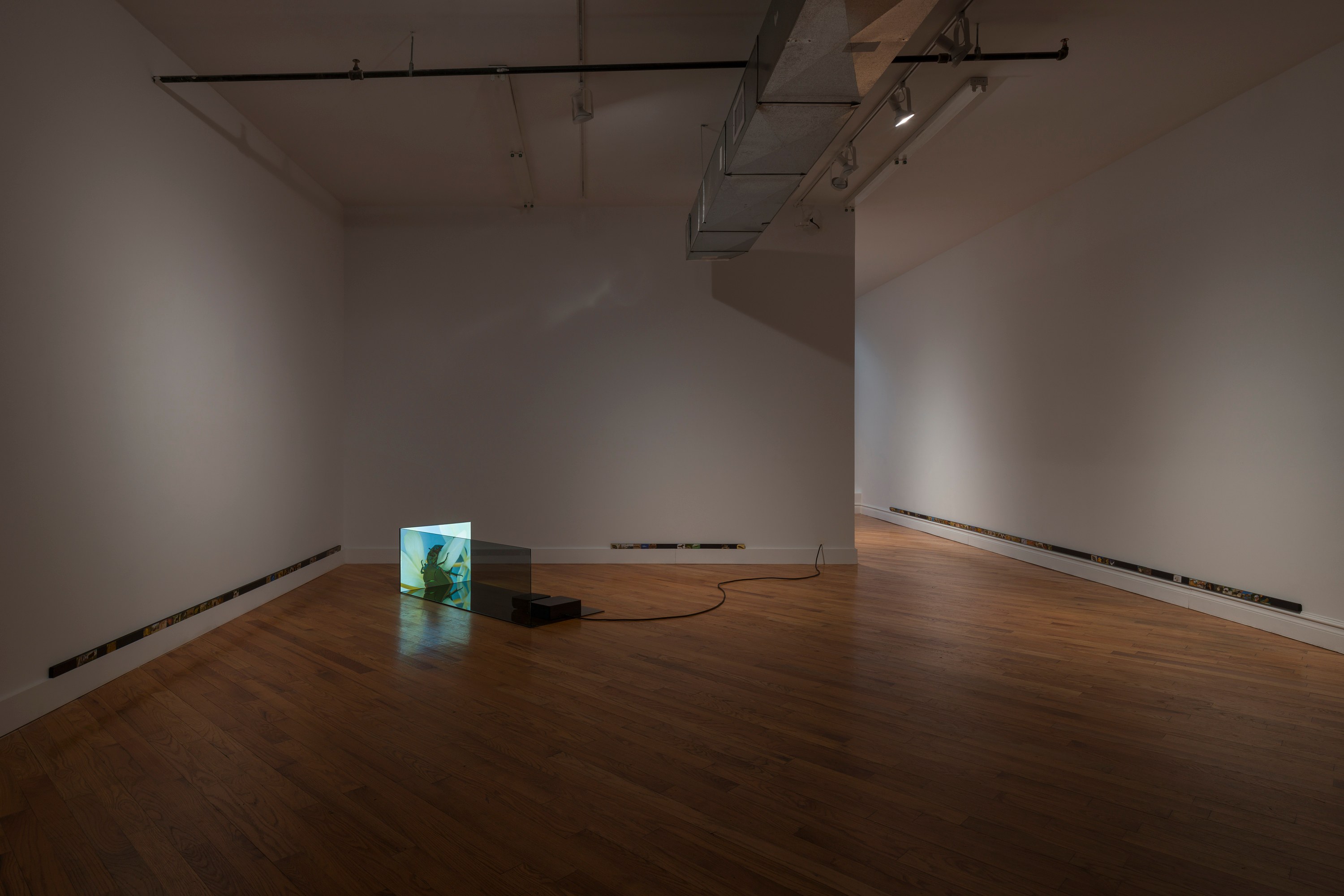 Adriana Ramić, Beetle at David Peter Francis, photo 8