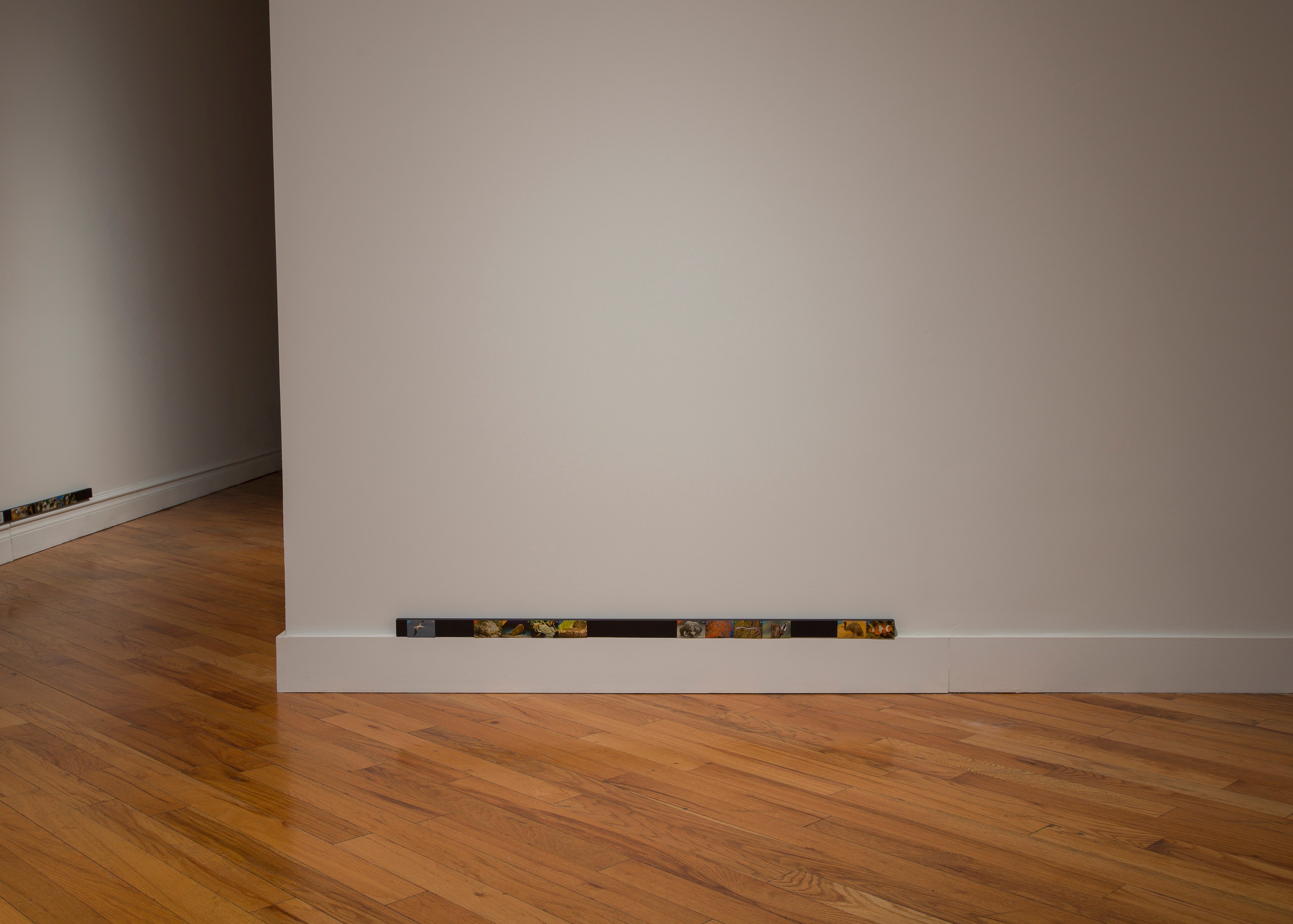 Adriana Ramić, Beetle at David Peter Francis, photo 13
