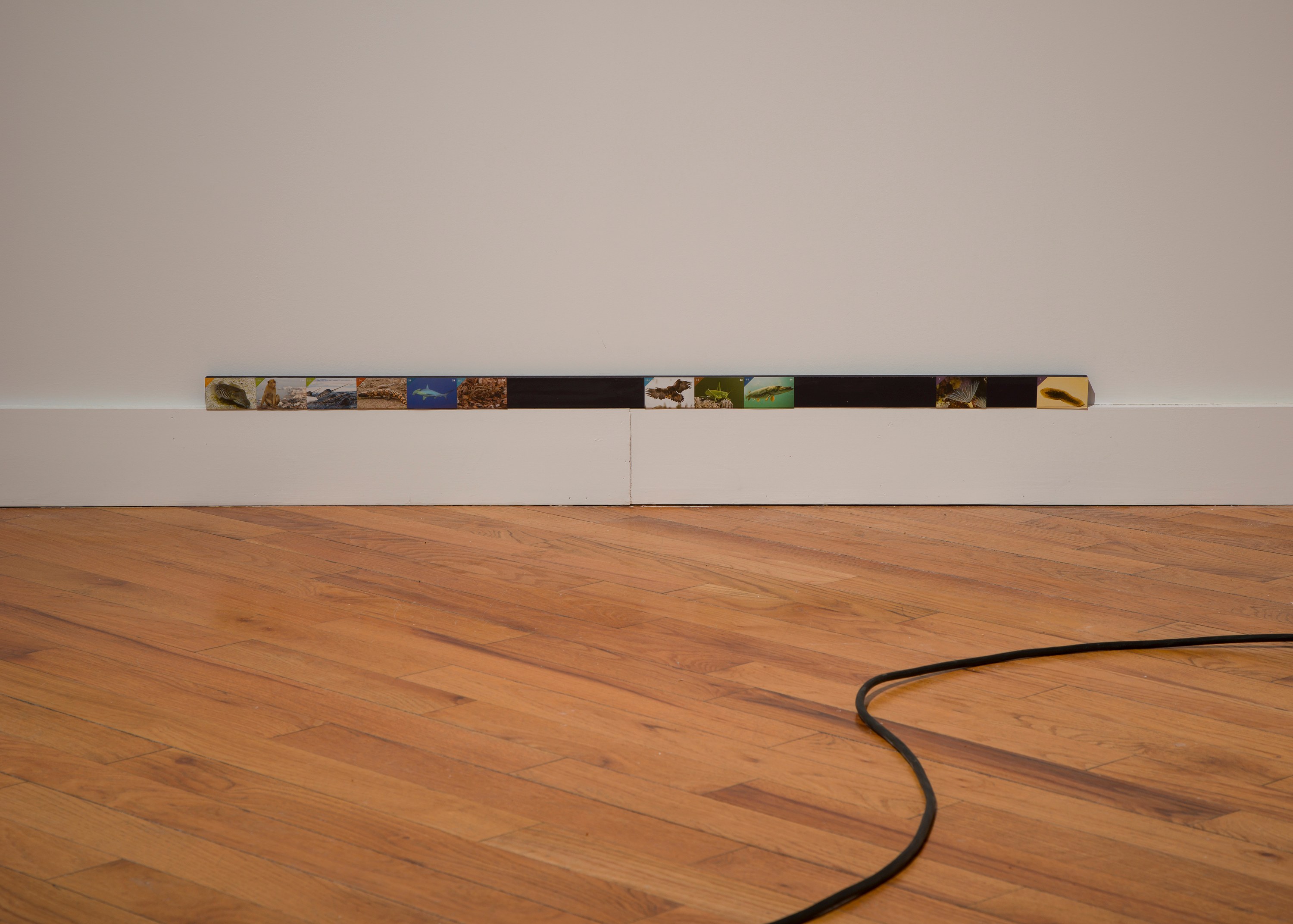 Adriana Ramić, Beetle at David Peter Francis, photo 12
