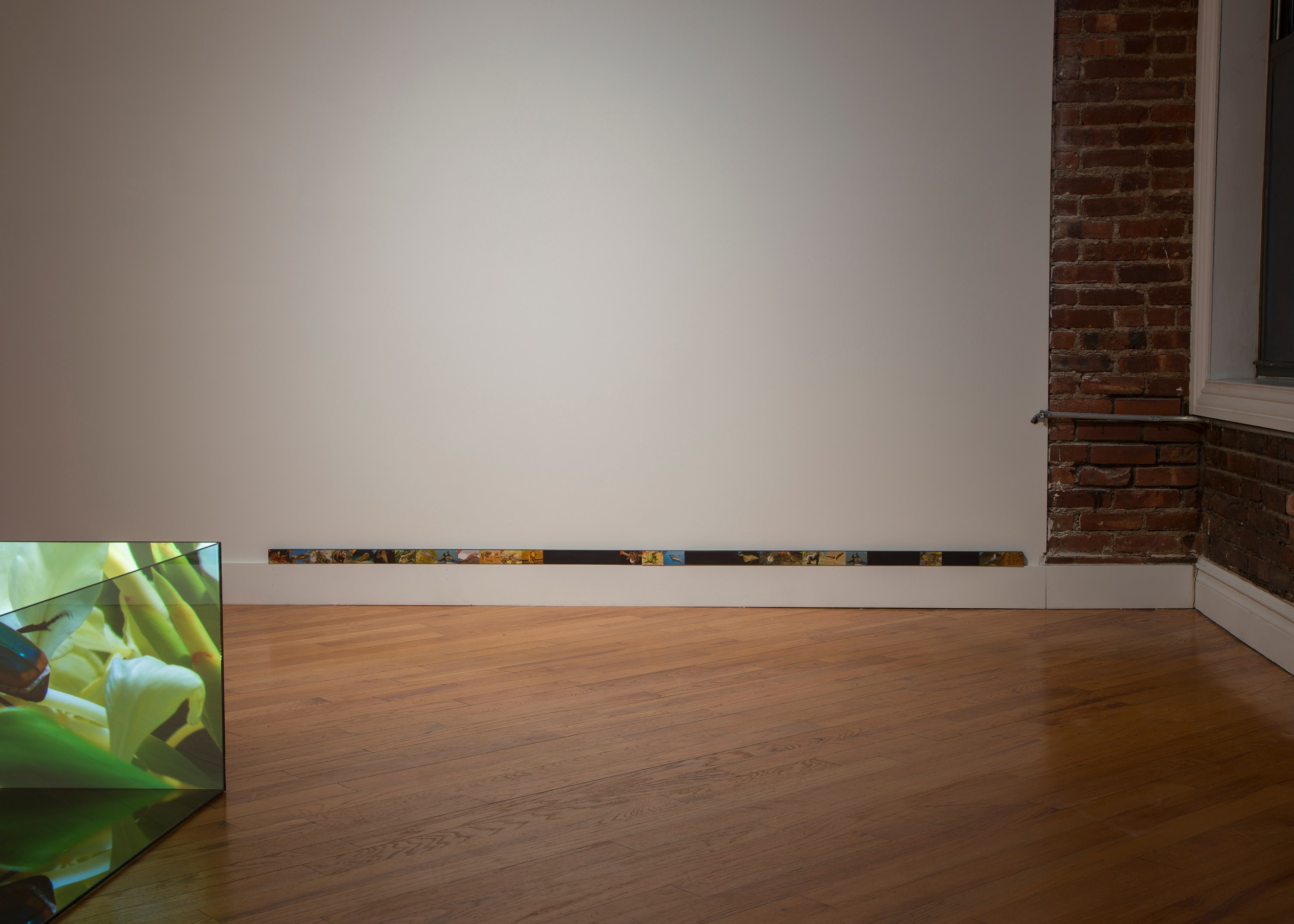 Adriana Ramić, Beetle at David Peter Francis, photo 14