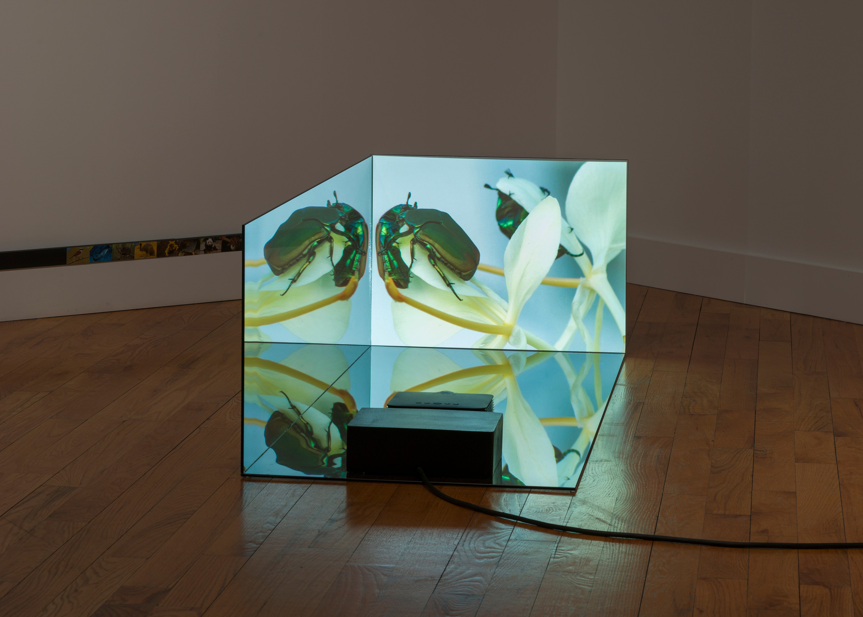 Adriana Ramić, Beetle at David Peter Francis, photo 17
