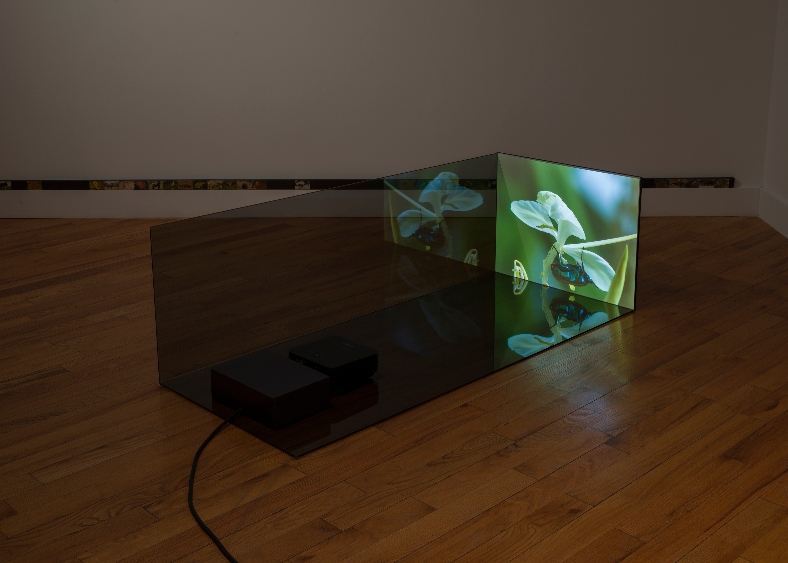 Adriana Ramić, Beetle at David Peter Francis, photo 16