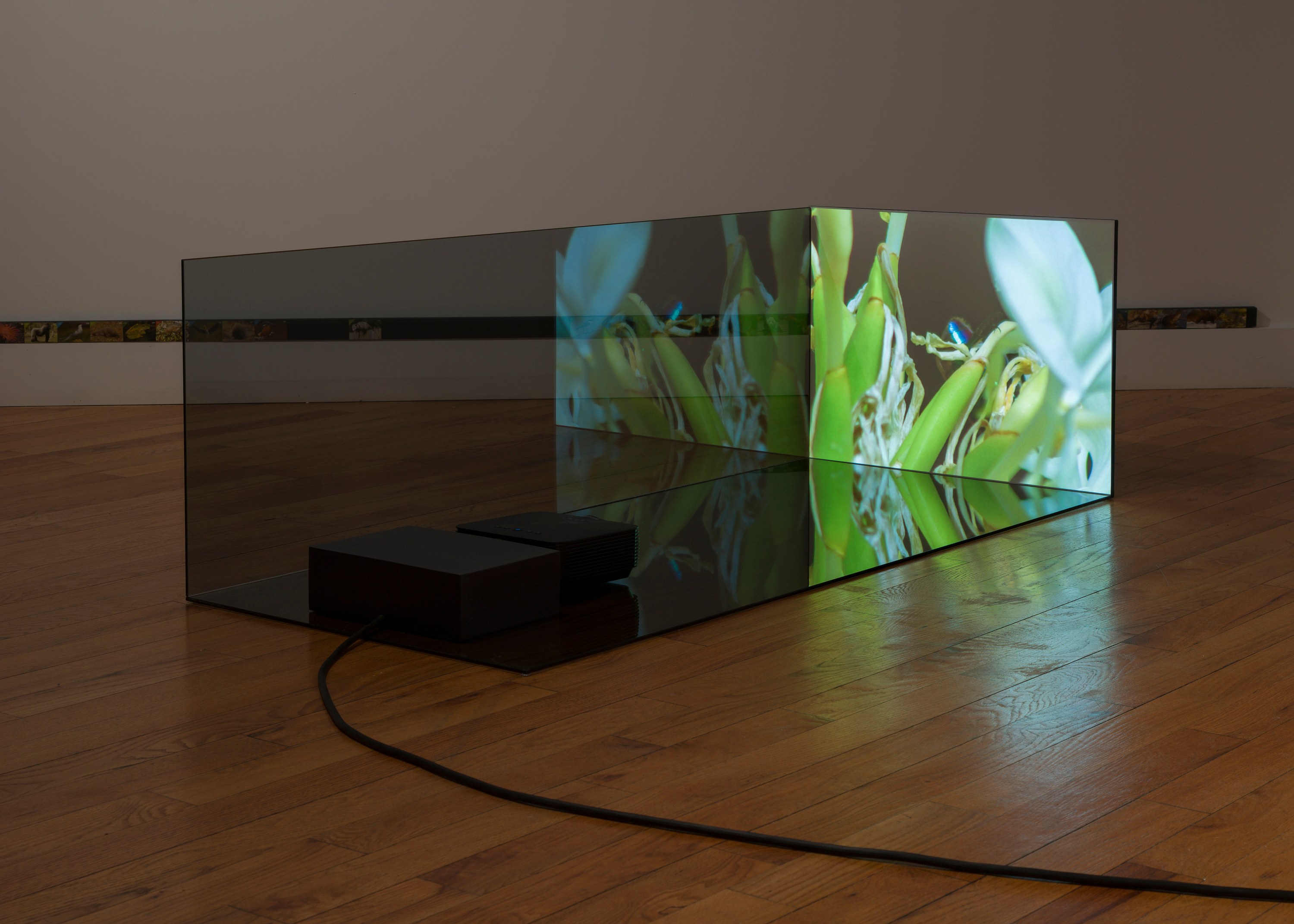 Adriana Ramić, Beetle at David Peter Francis, photo 18