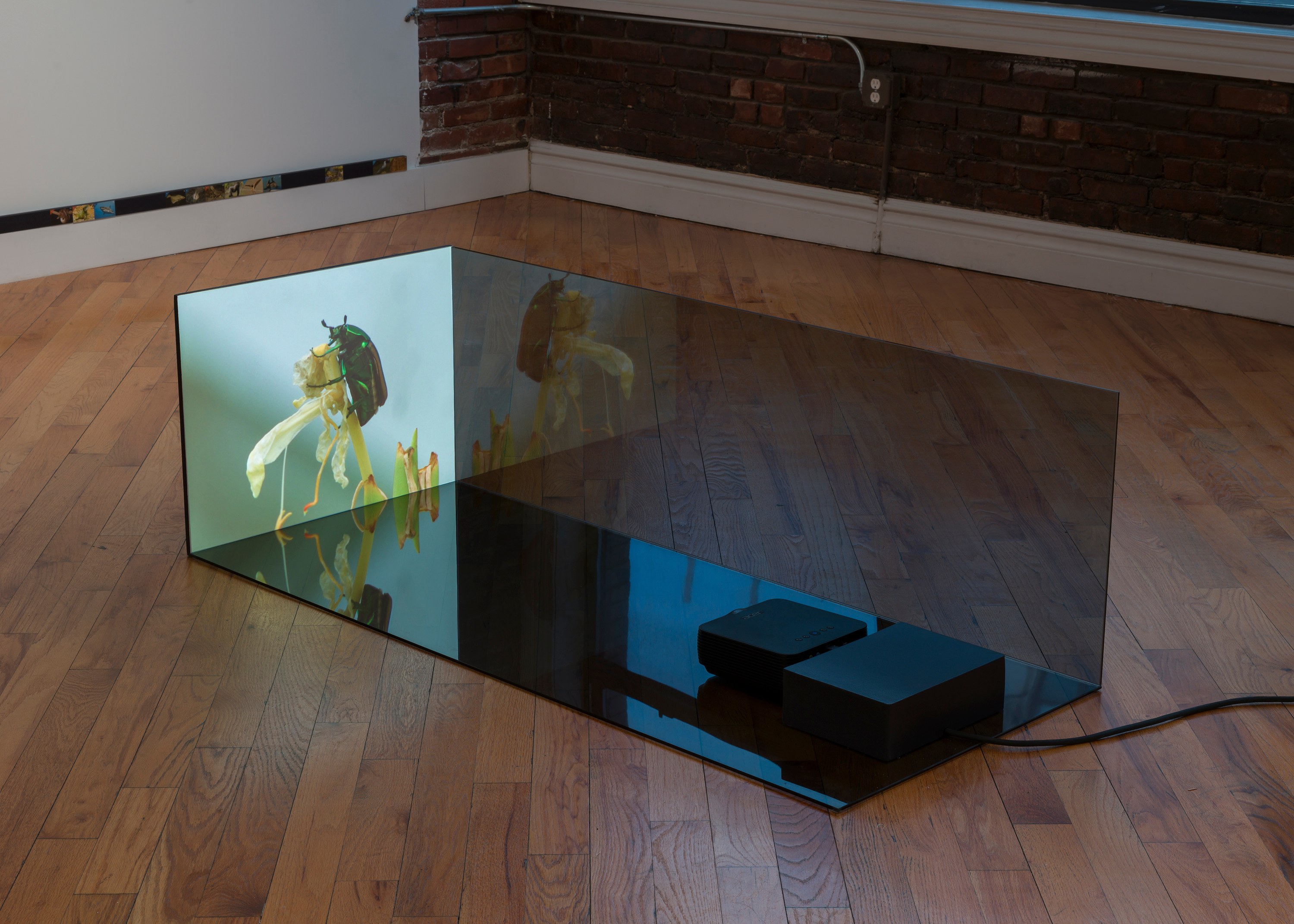 Adriana Ramić, Beetle at David Peter Francis, photo 19