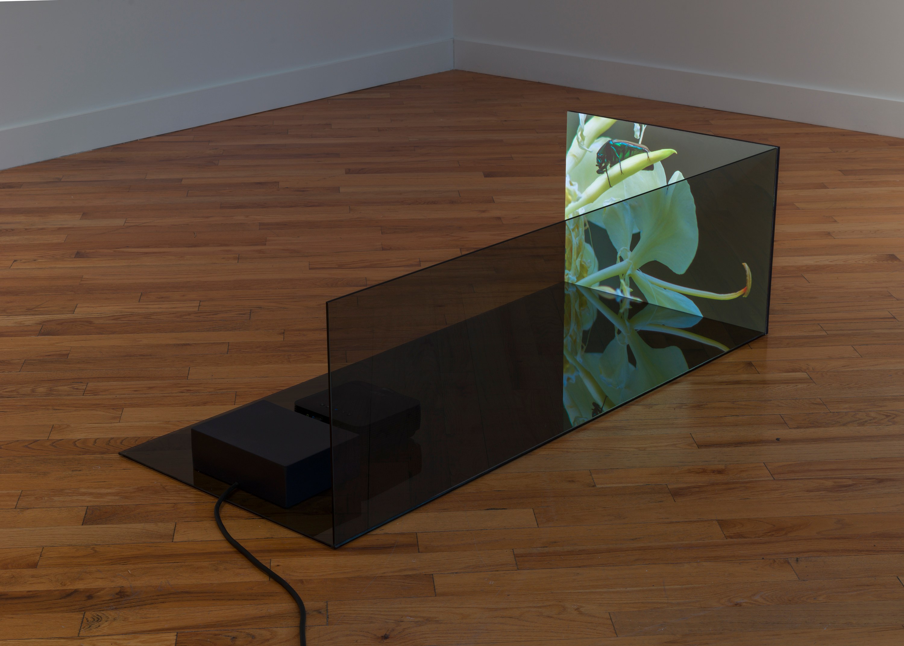 Adriana Ramić, Beetle at David Peter Francis, photo 20