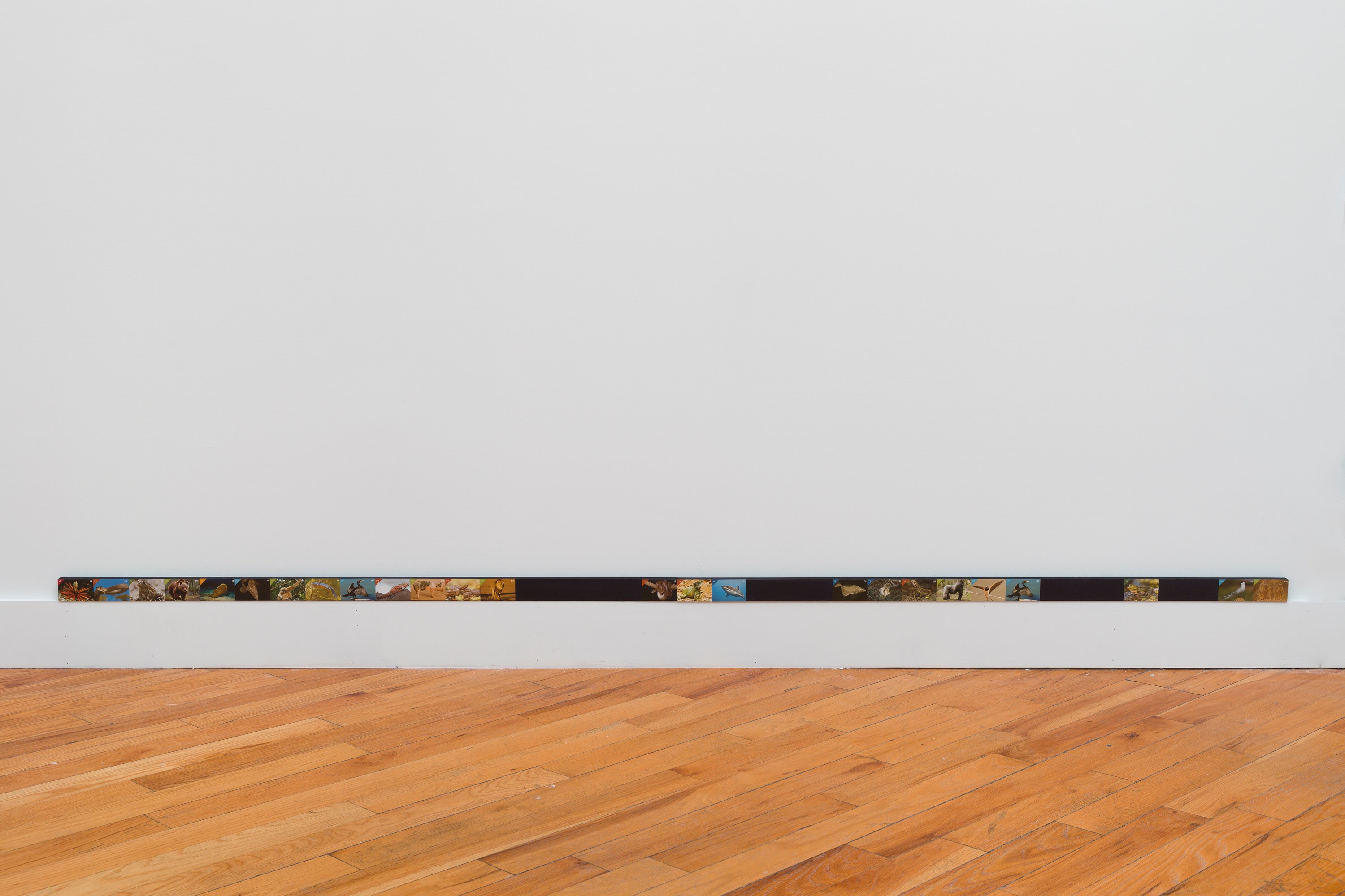 Adriana Ramić, Beetle at David Peter Francis, photo 22