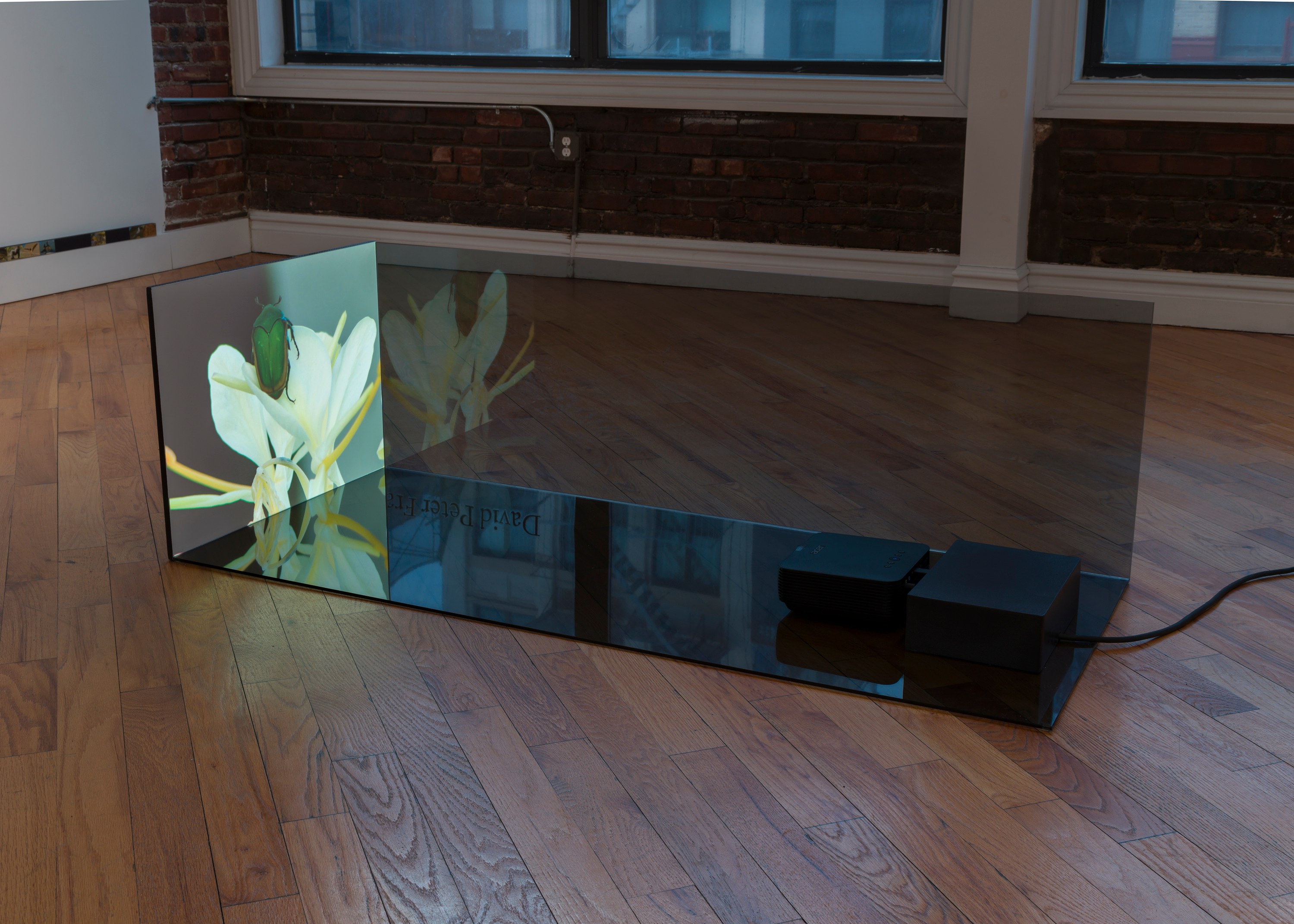 Adriana Ramić, Beetle at David Peter Francis, photo 21